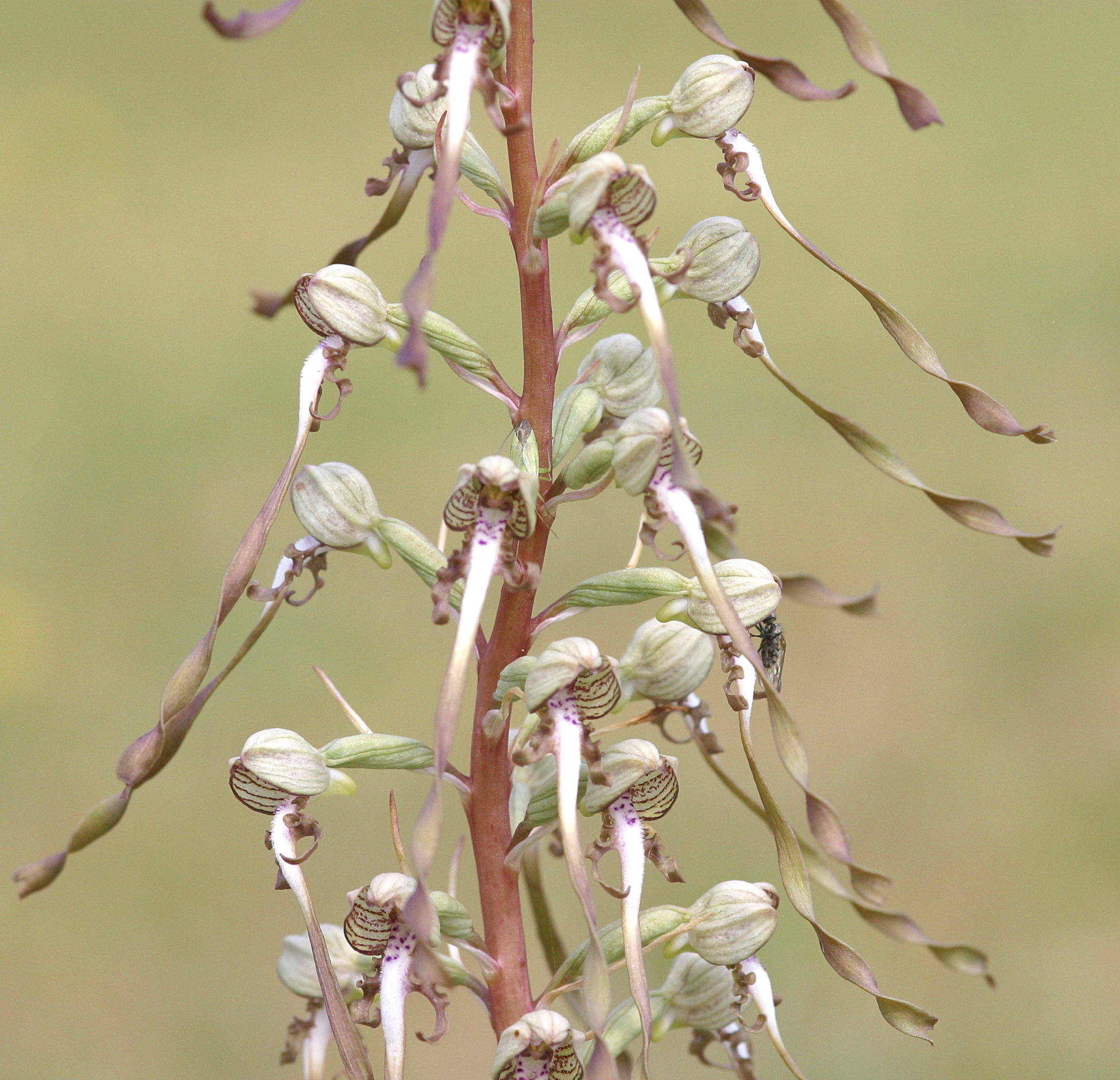 himantoglossum_hircinum5bd