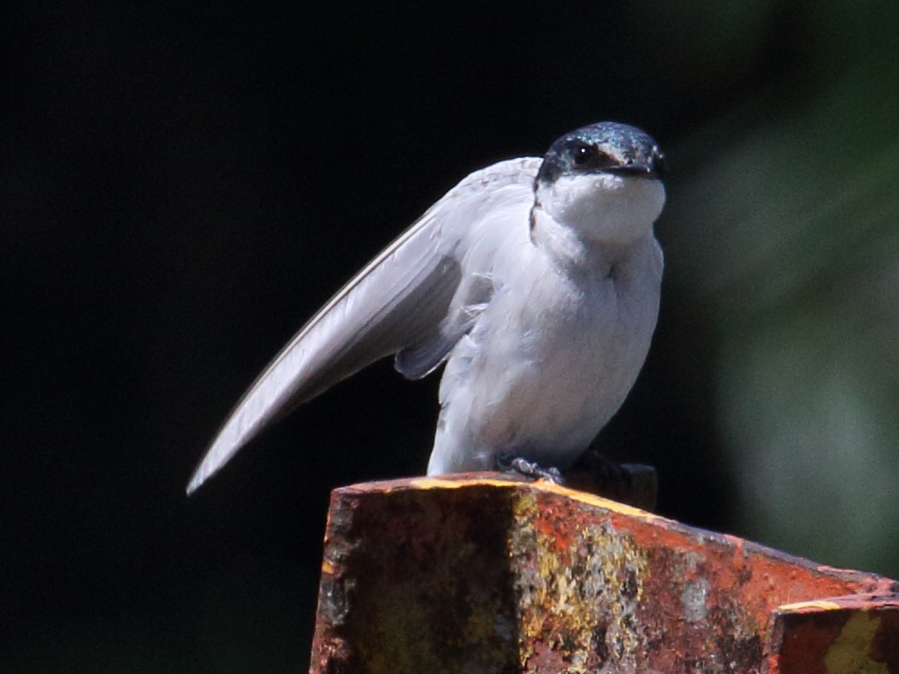 Afficher le média hirondelle_des_mangroves_-_tachycineta_albilinea2bd hirondelle_des_mangroves_-_tachycineta_albilinea2bd