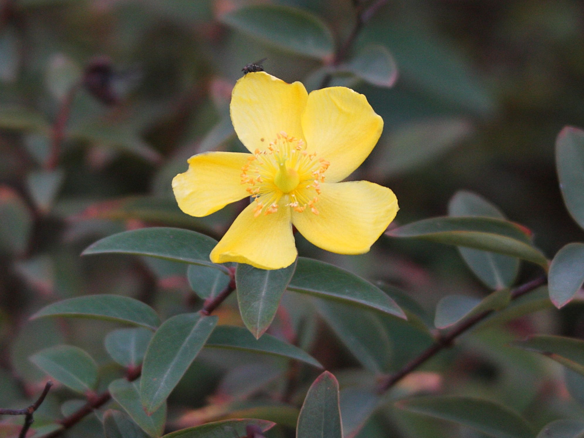 Afficher le média hypericum_calycinum_hidcote3md hypericum_calycinum_hidcote3md