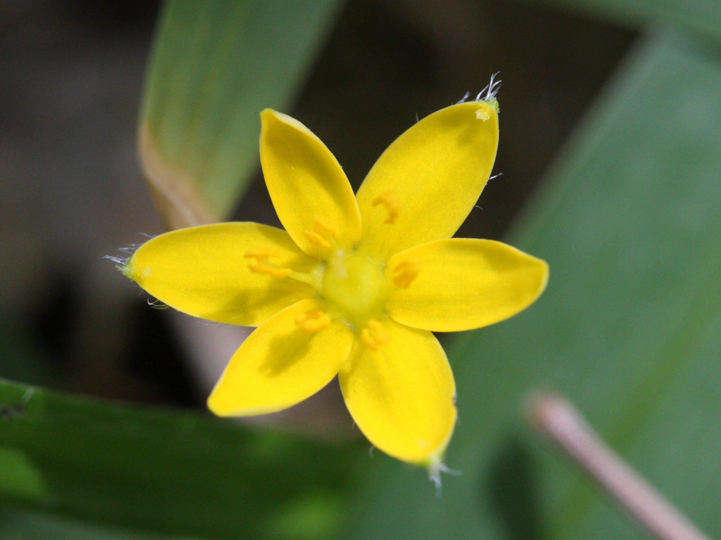 hypoxis_angustifolia2md
