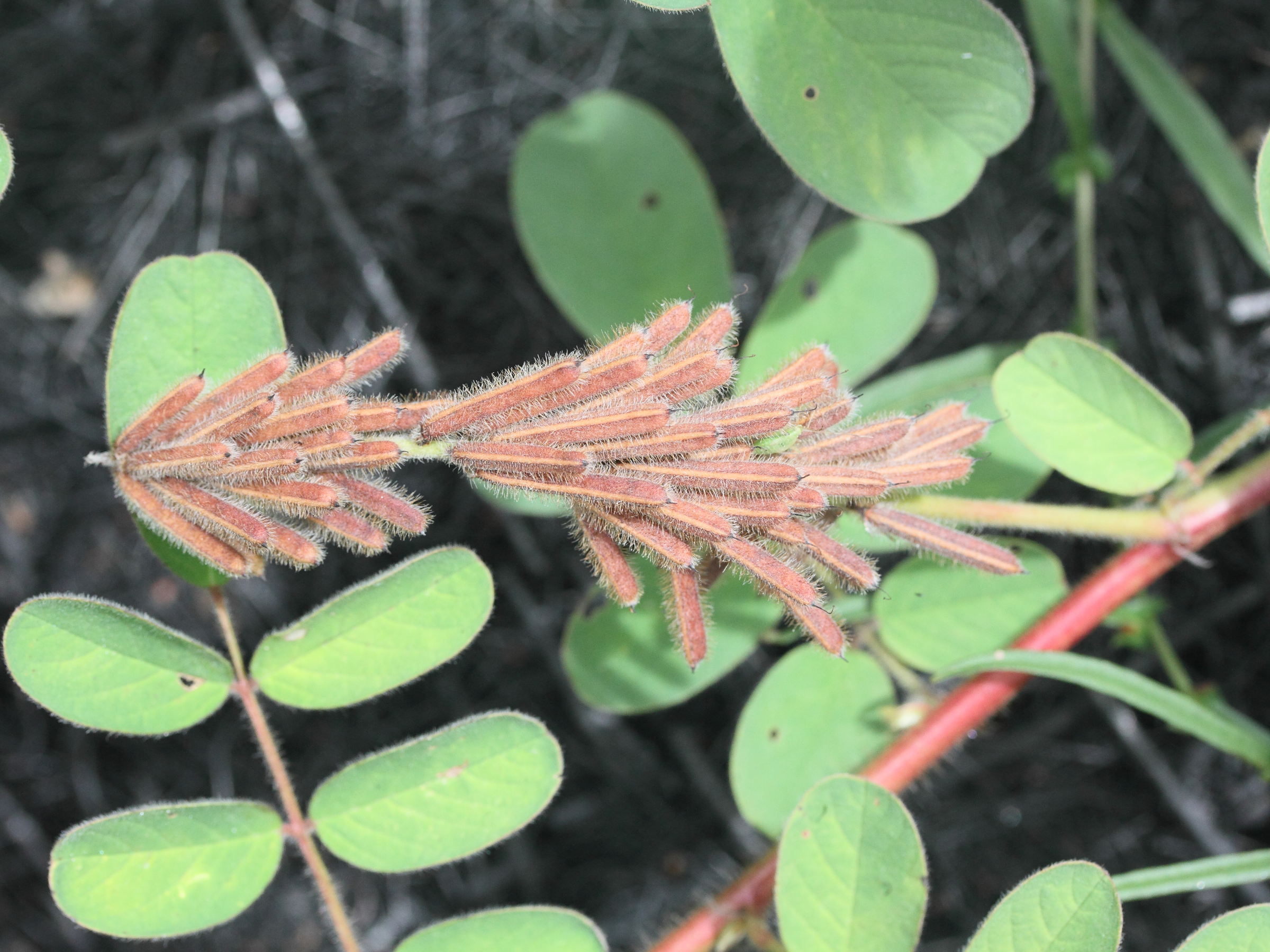 indigofera_hirsuta4md