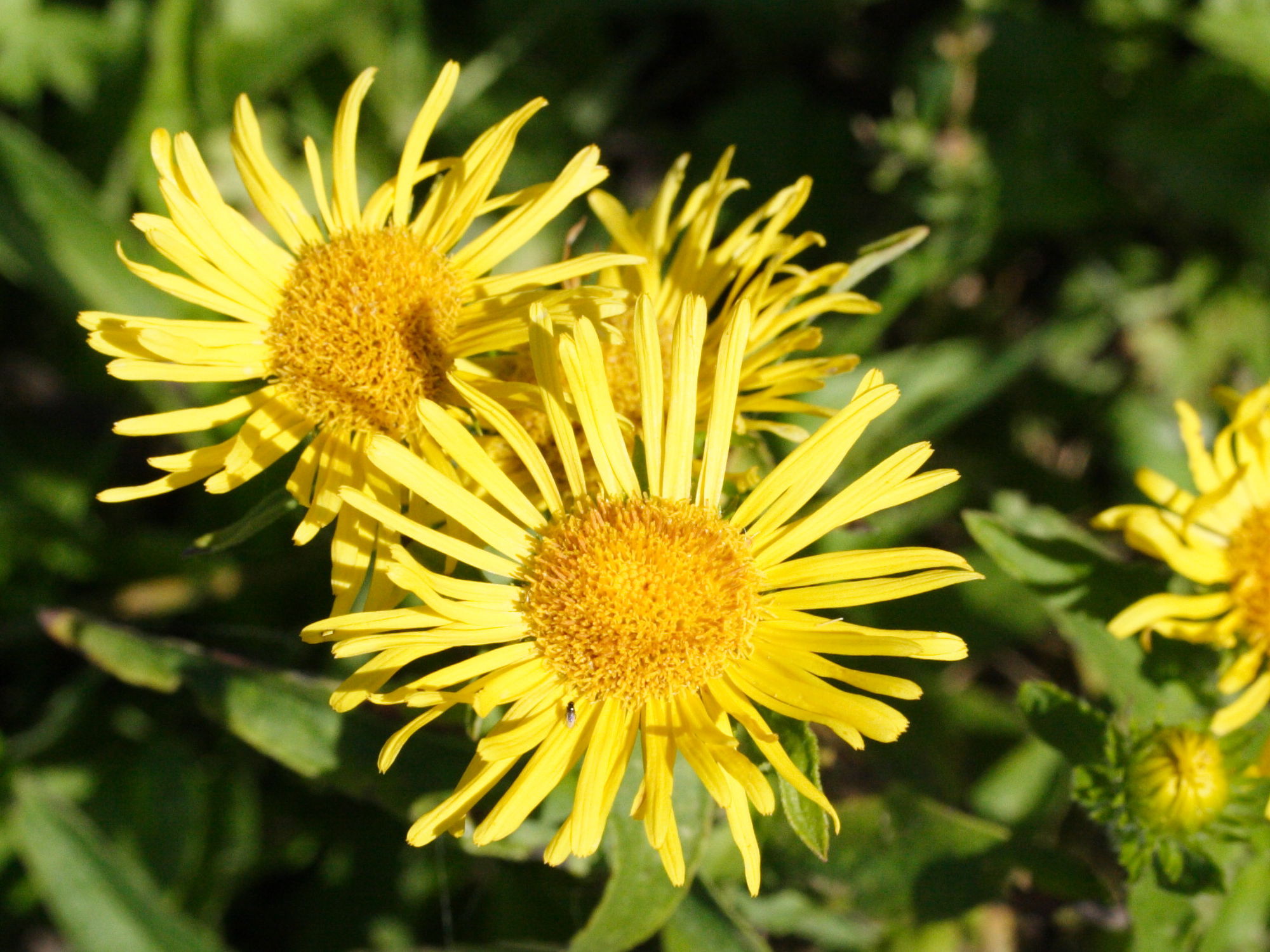 Afficher le média inula_britannica2amd inula_britannica2amd