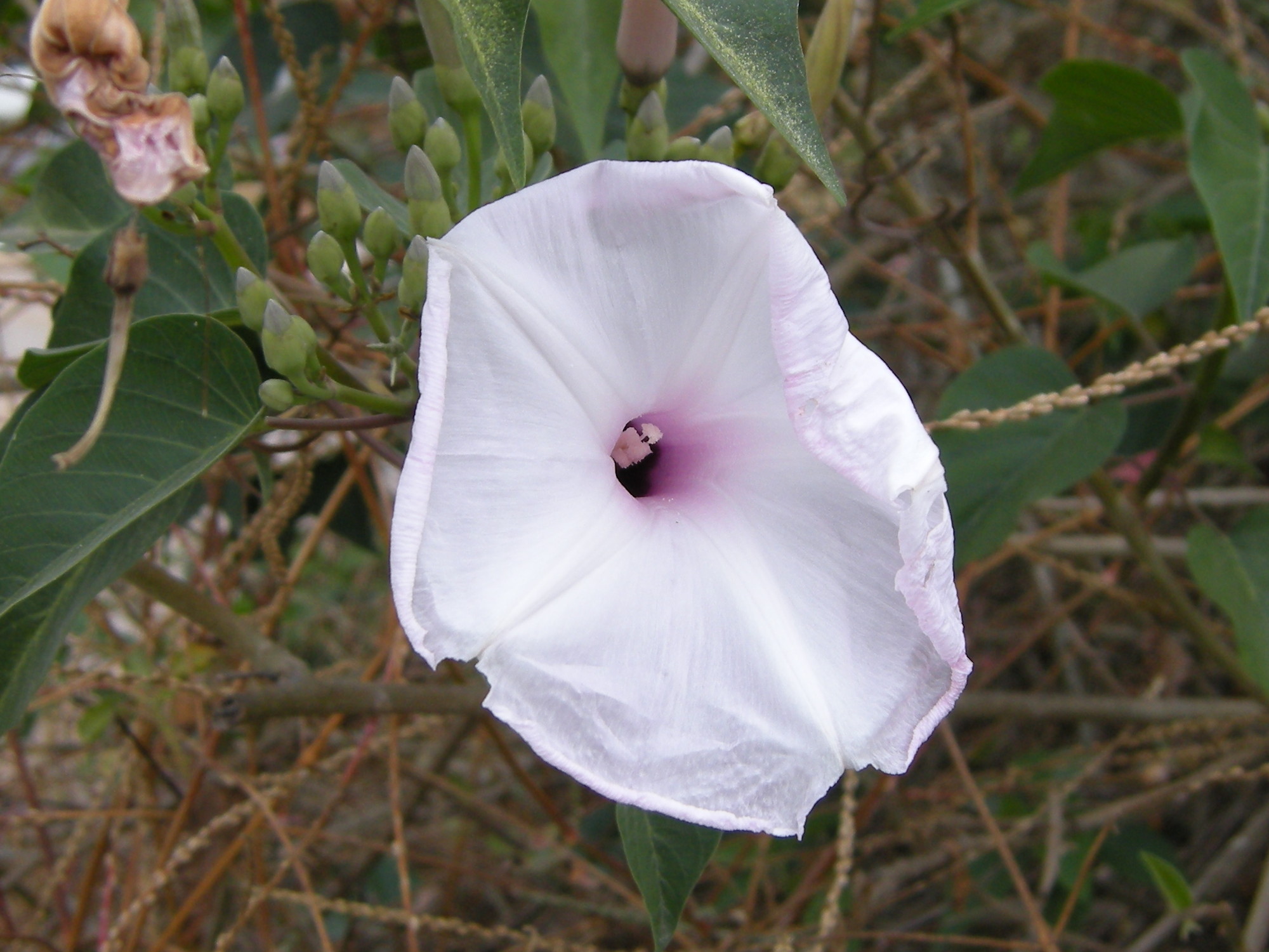 ipomoea_carnea_fistulosa1md