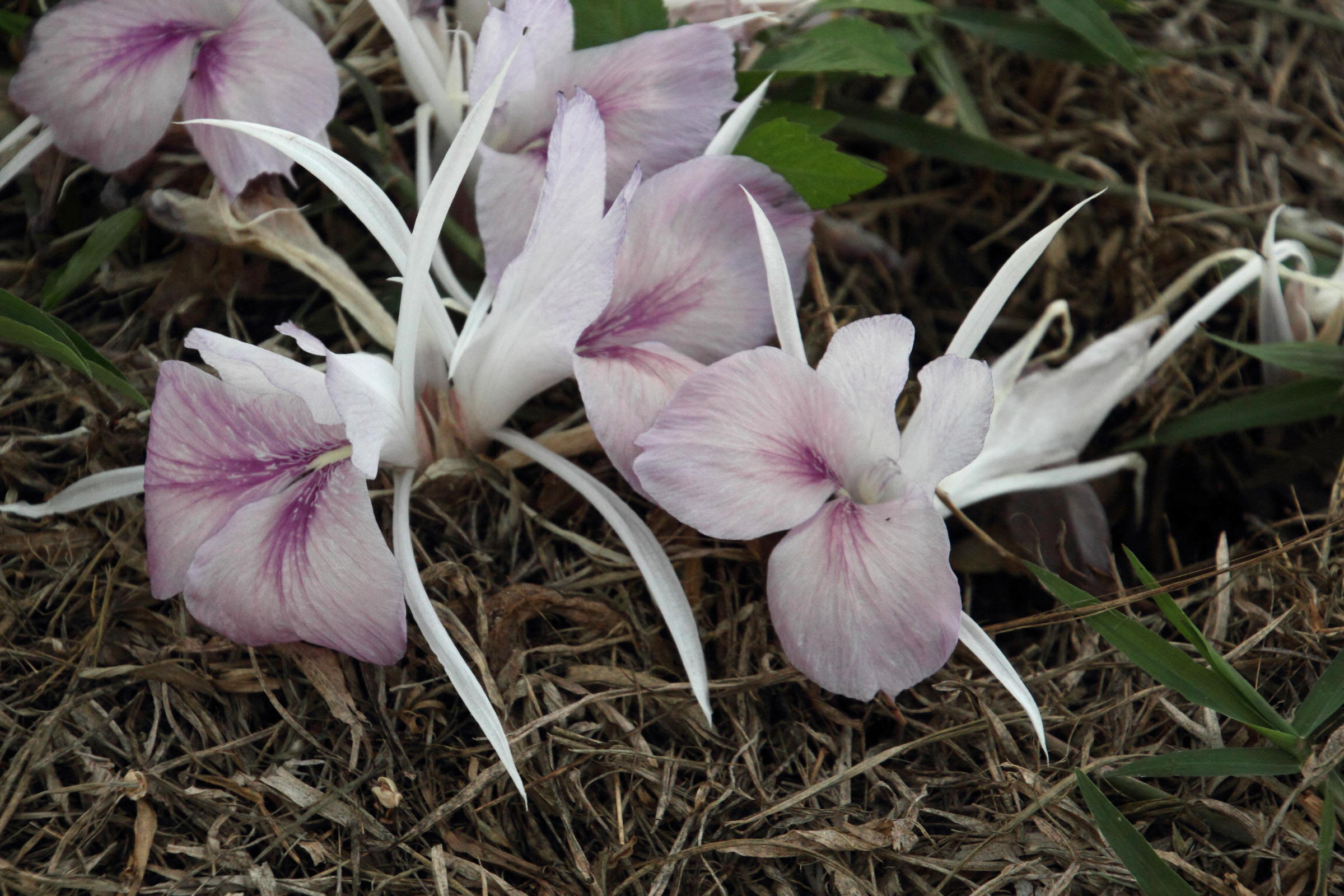 kaempferia_galanga3md