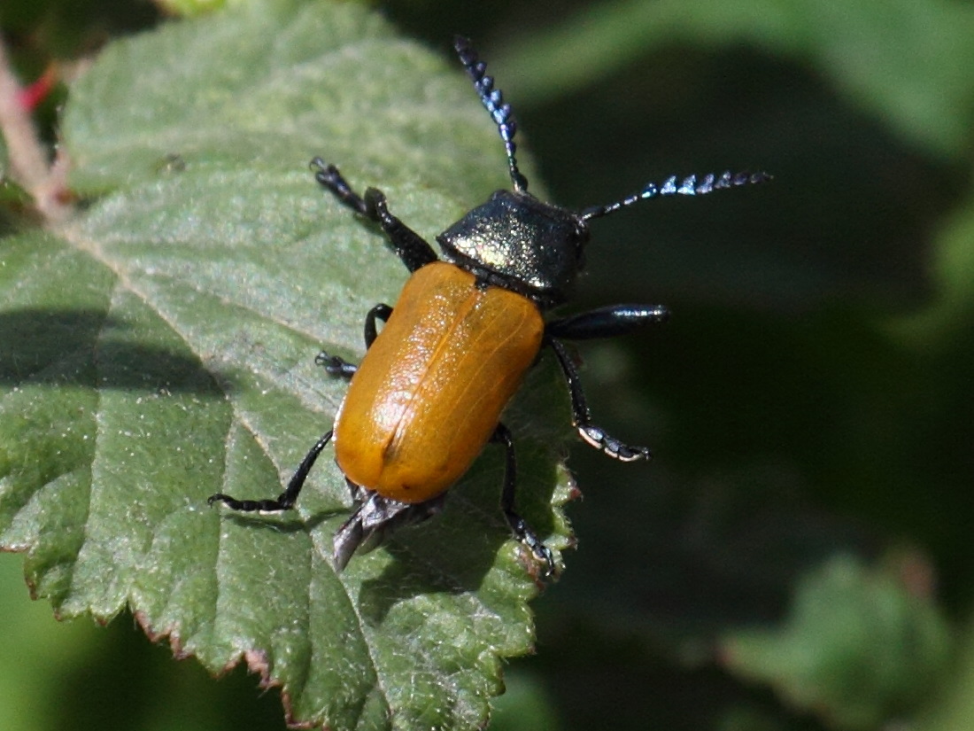 labidostomis_longimana1bd