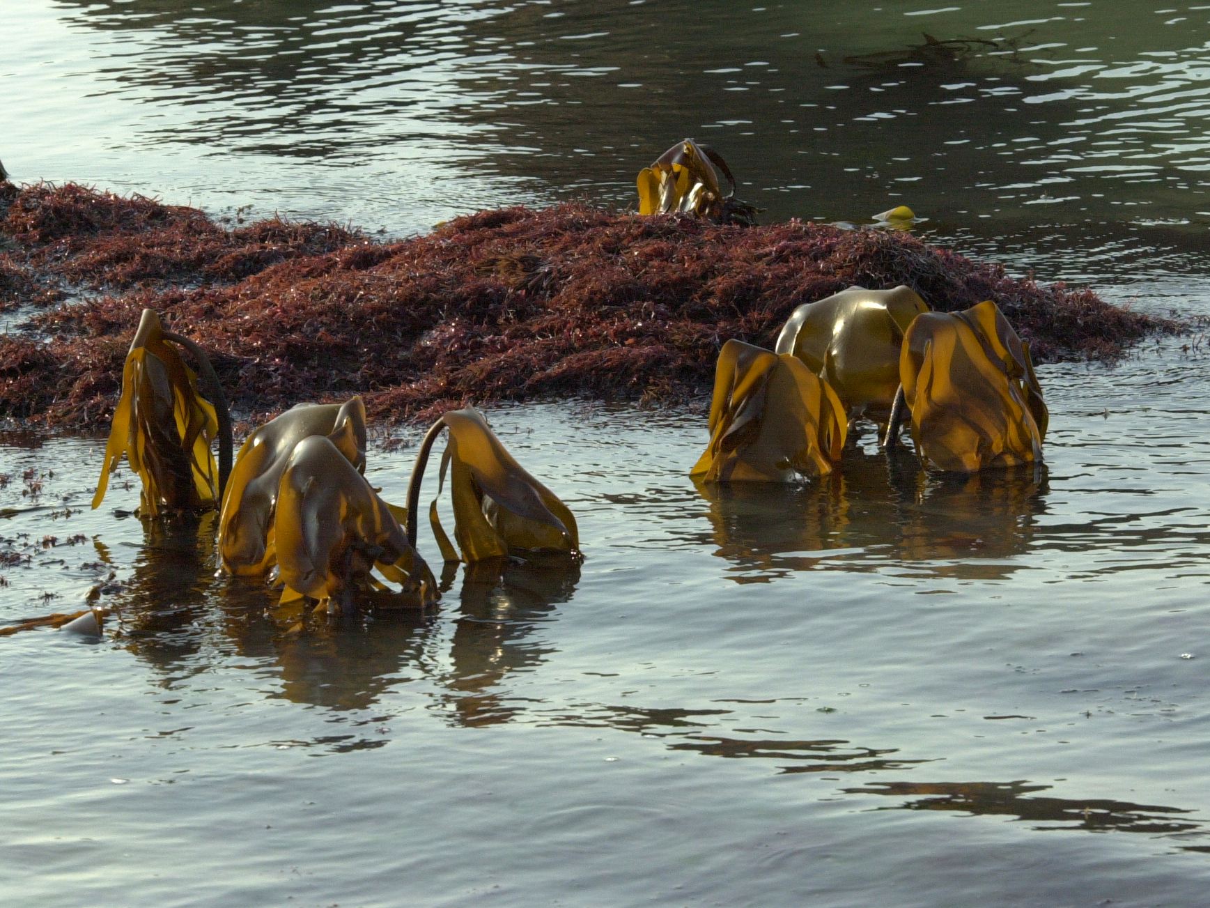 laminaria_hyperborea4md