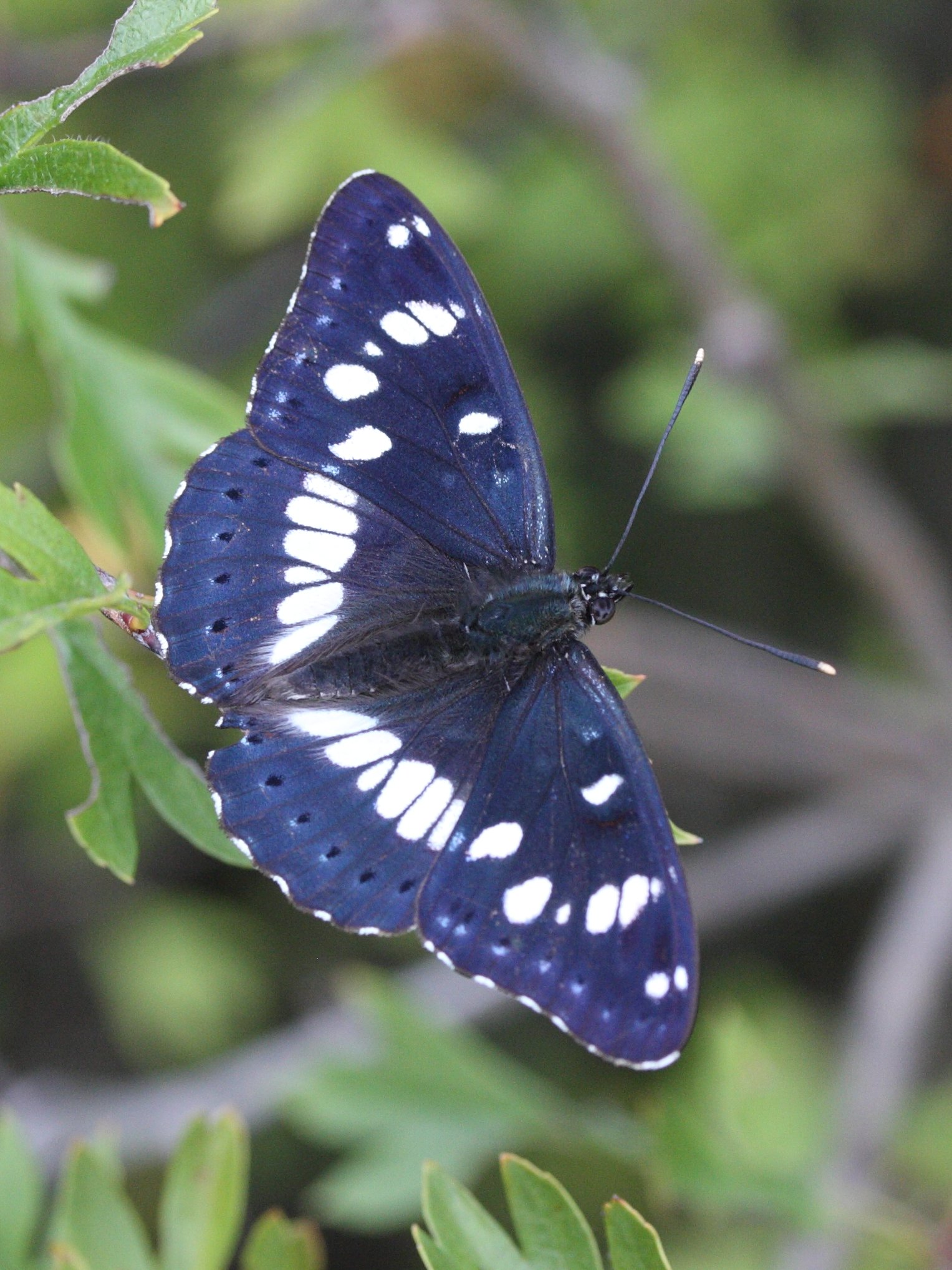 limenitis_reducta1md