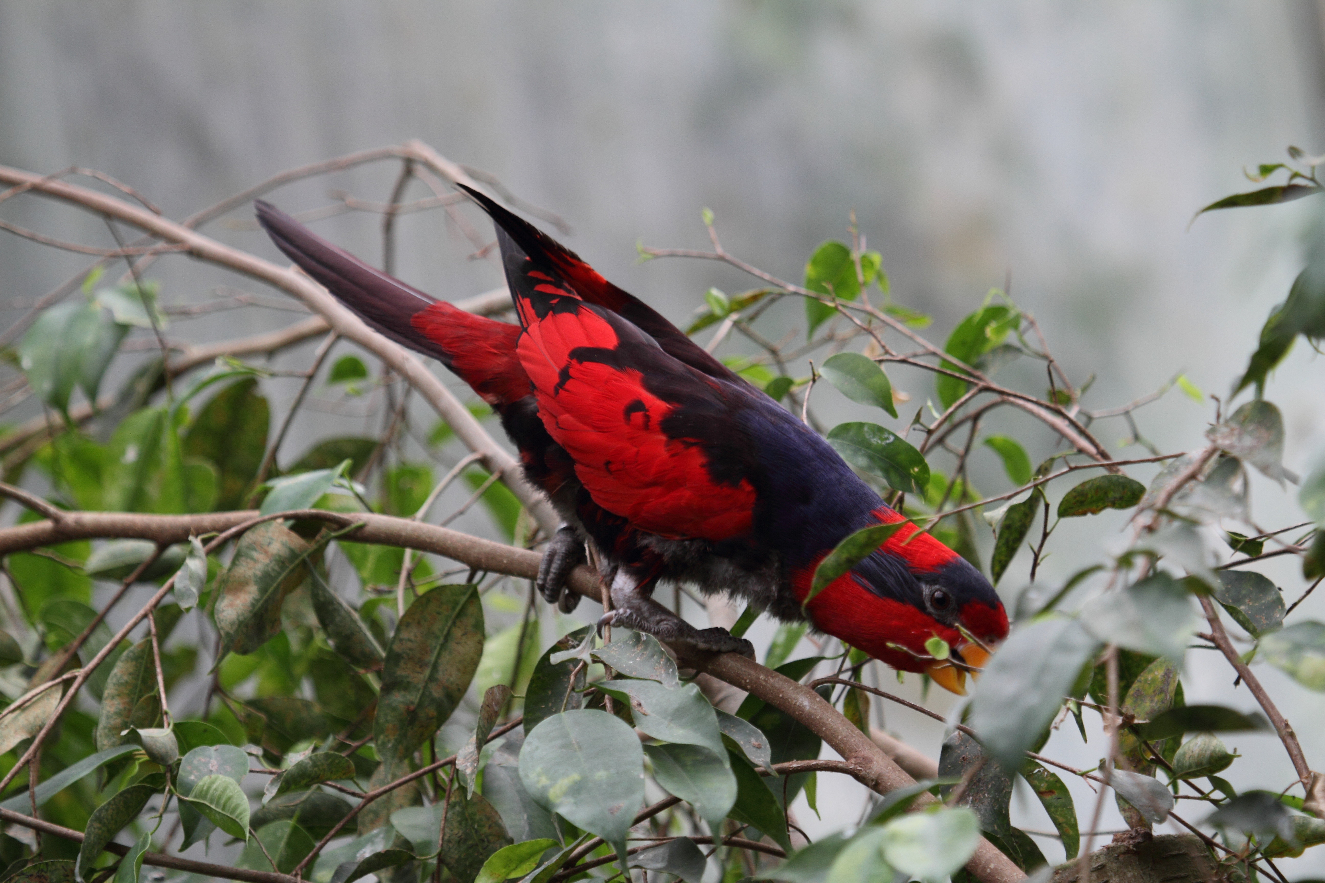 lori_cardinal_-_chalcopsitta_cardinalis1bd