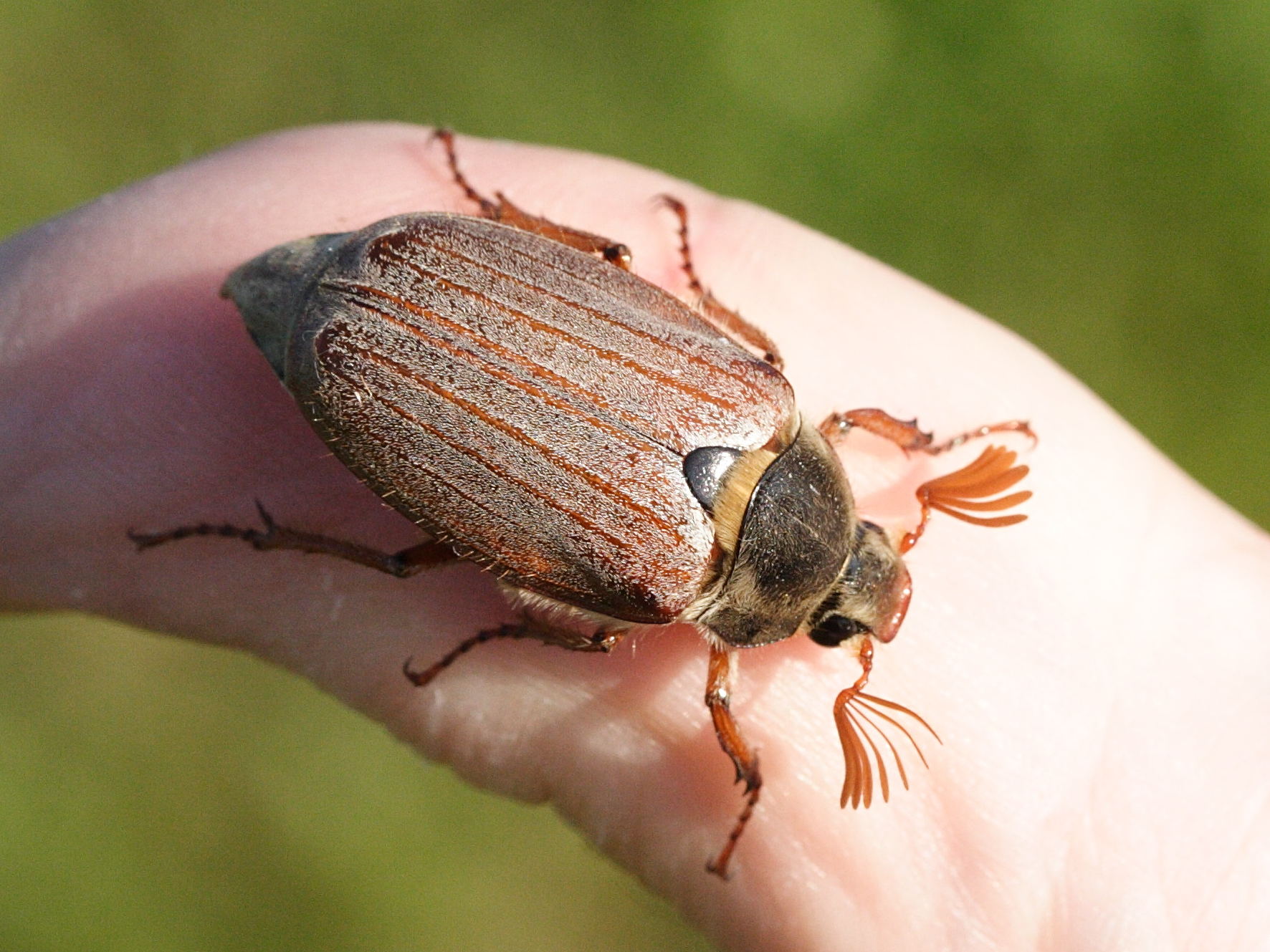 melolontha_melolontha4md