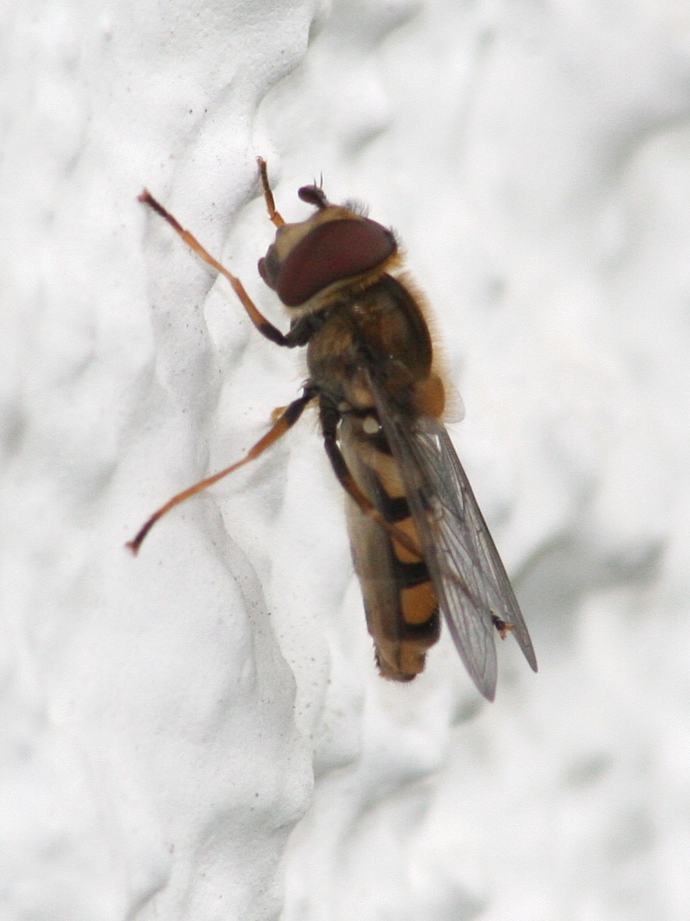 metasyrphus_corollae2md