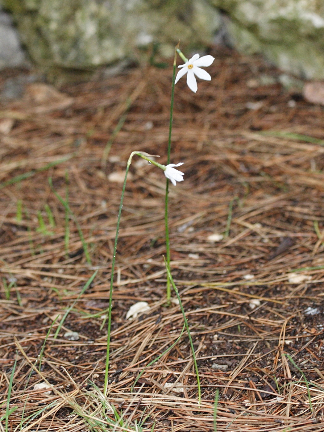 Afficher le média narcissus_serotinus2md narcissus_serotinus2md
