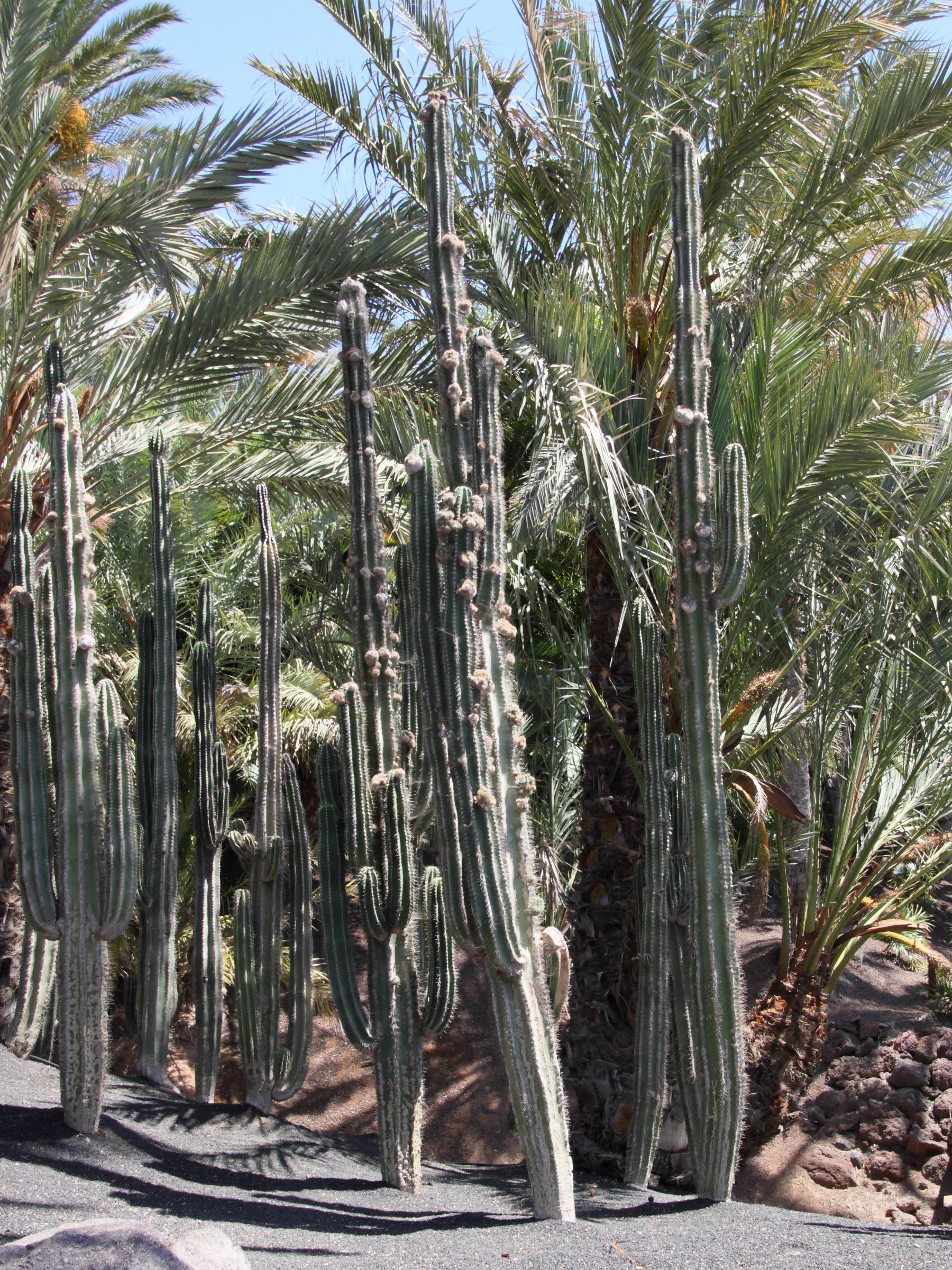 neobuxbaumia_euphorbioides1md