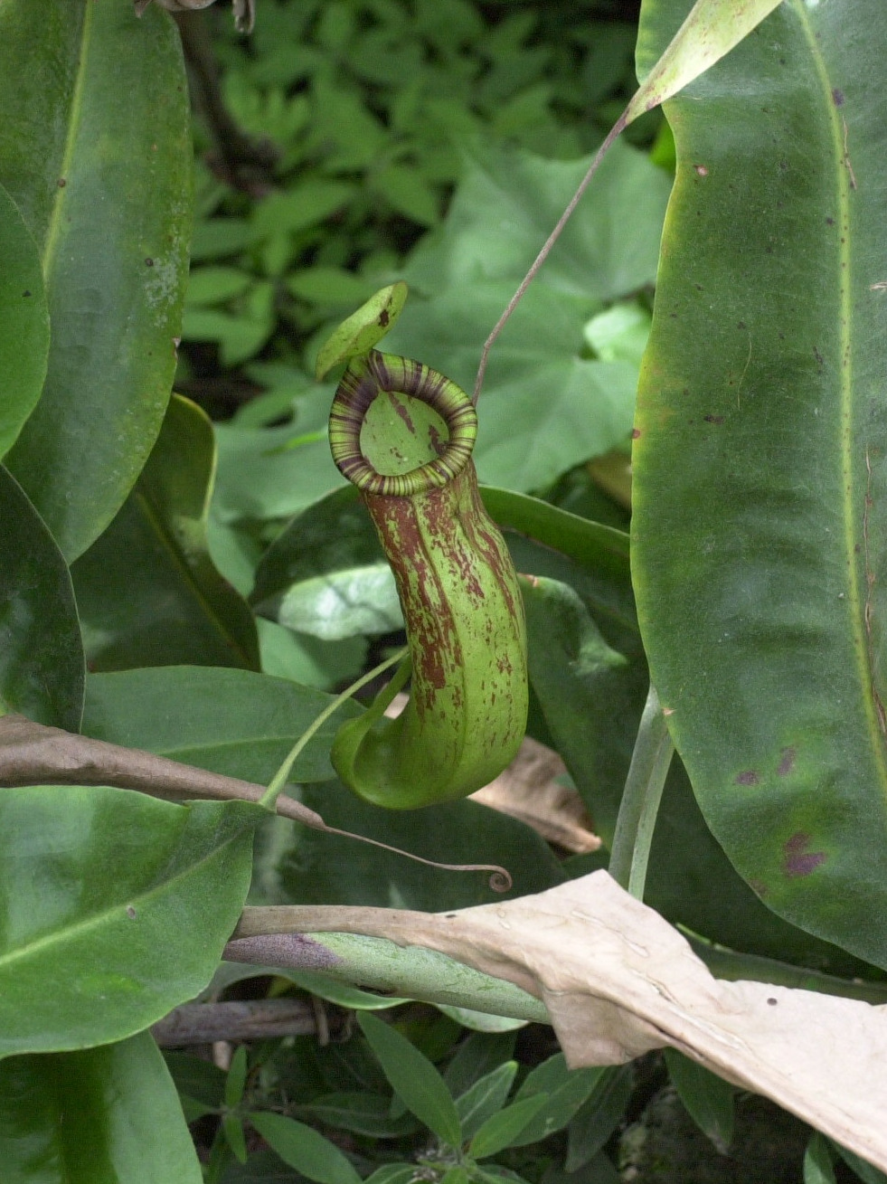 nepenthes_x_coccinea2md