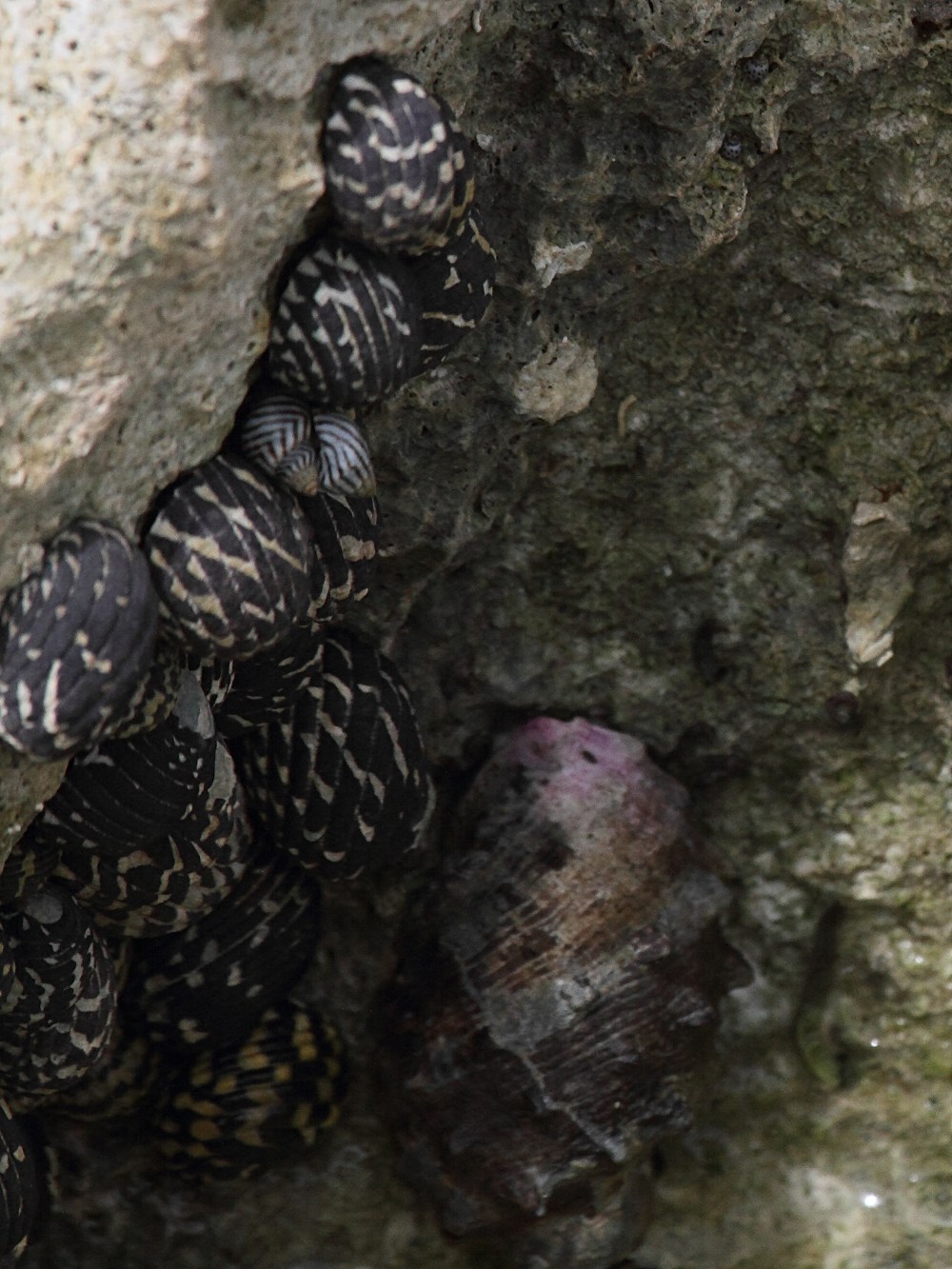 nerita_tessellata1bd