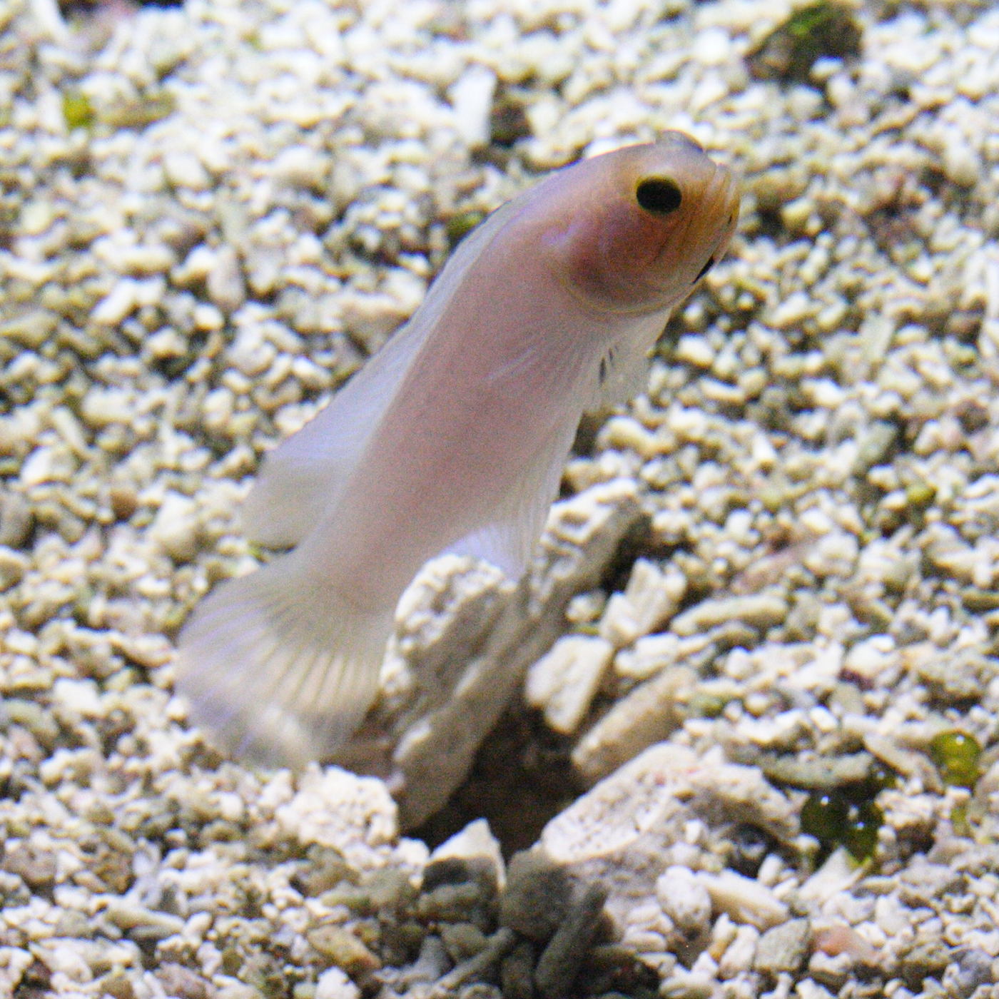 Afficher le média opisthognathus_aurifrons1md opisthognathus_aurifrons1md