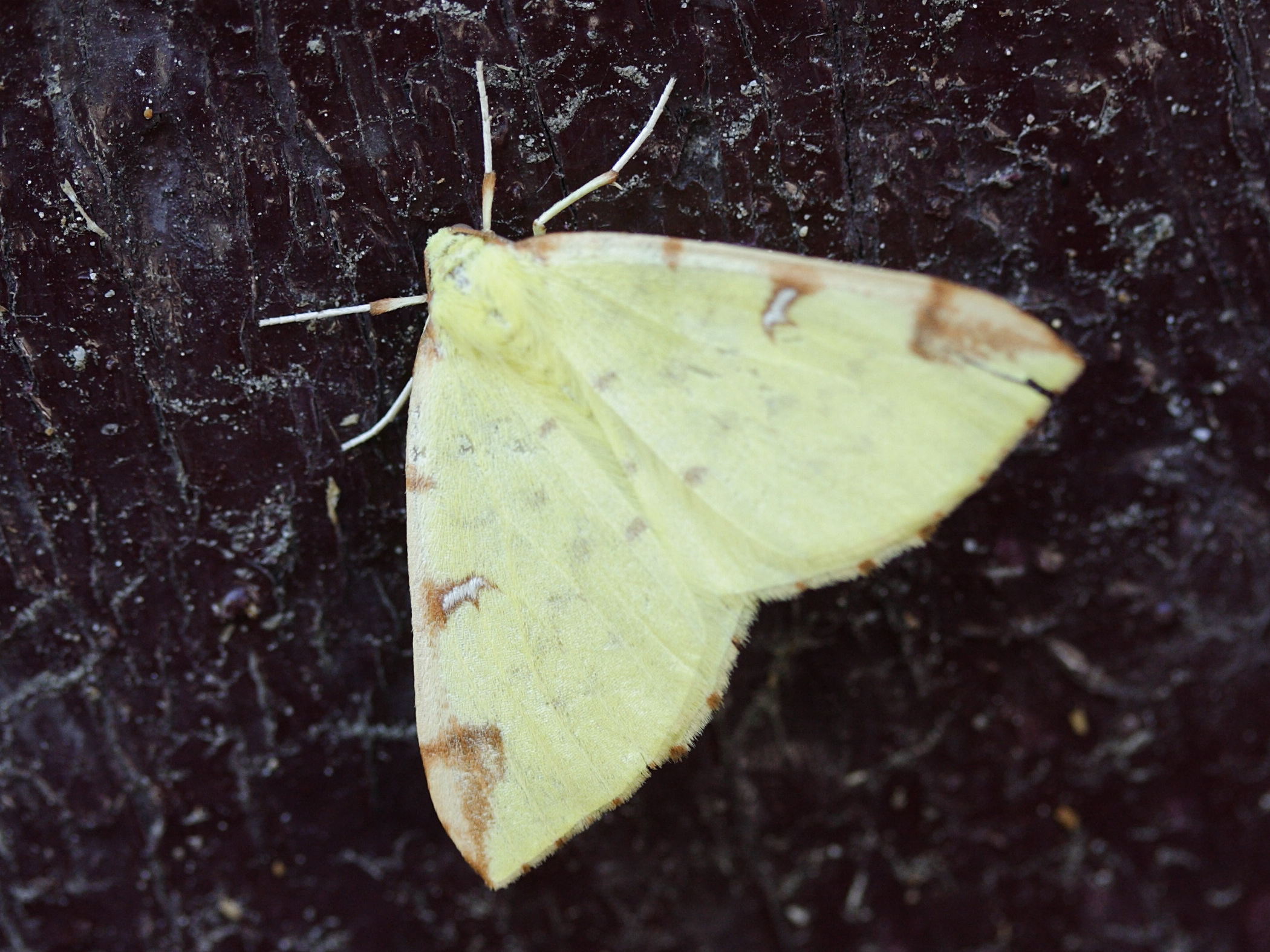 opisthograptis_luteolata2md