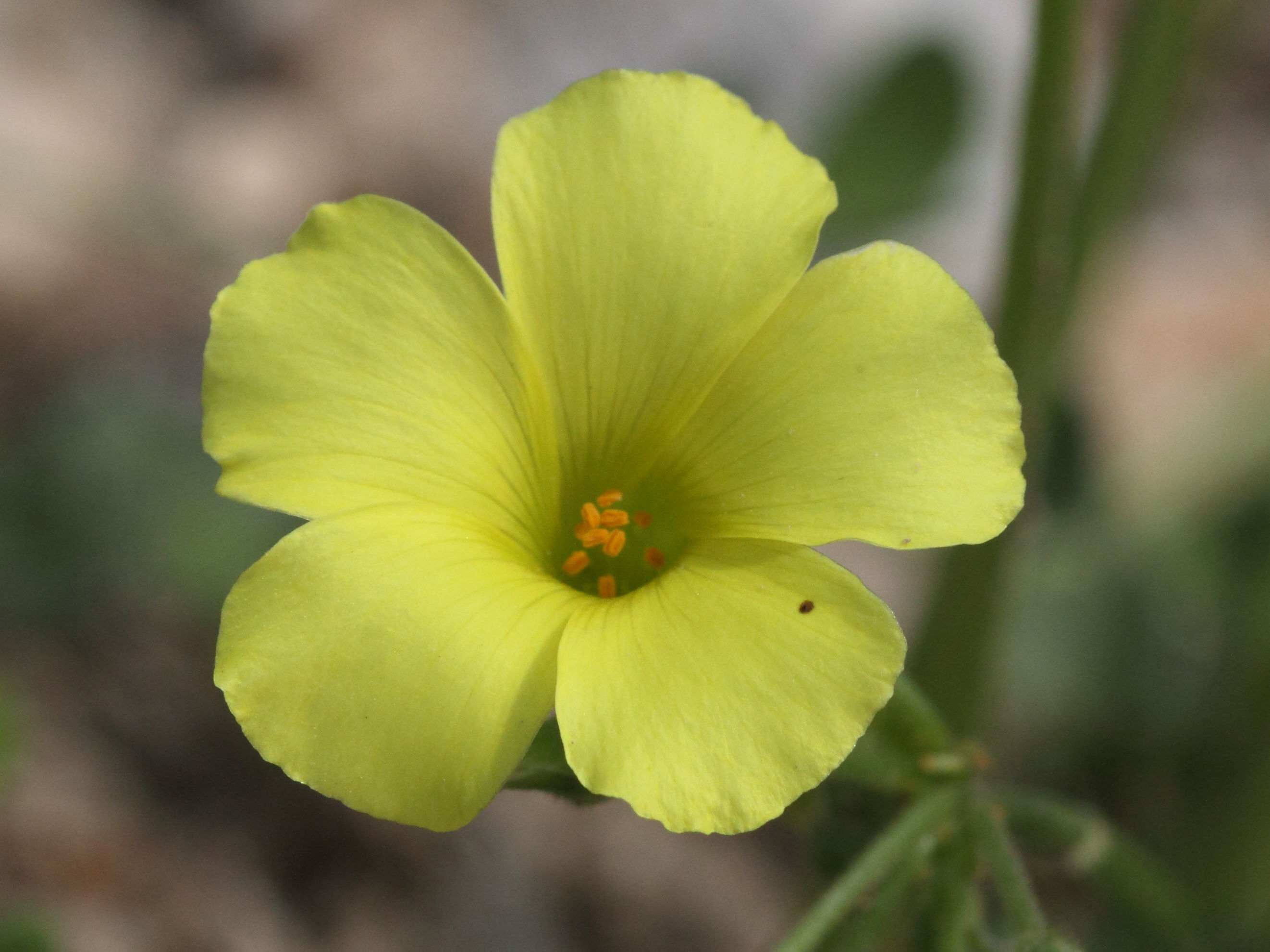 oxalis_pes-caprae5bd