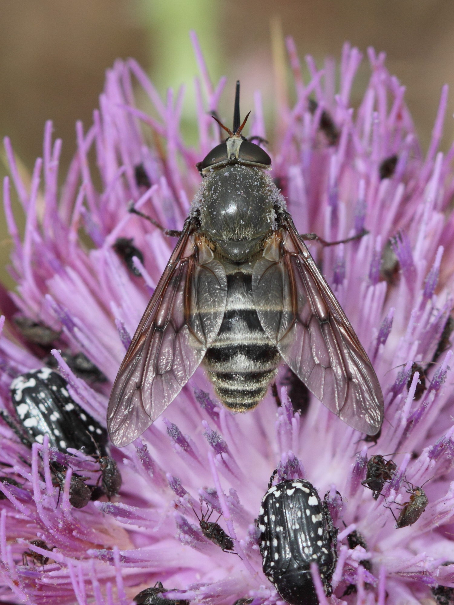 pangonius_obscuratus2bd