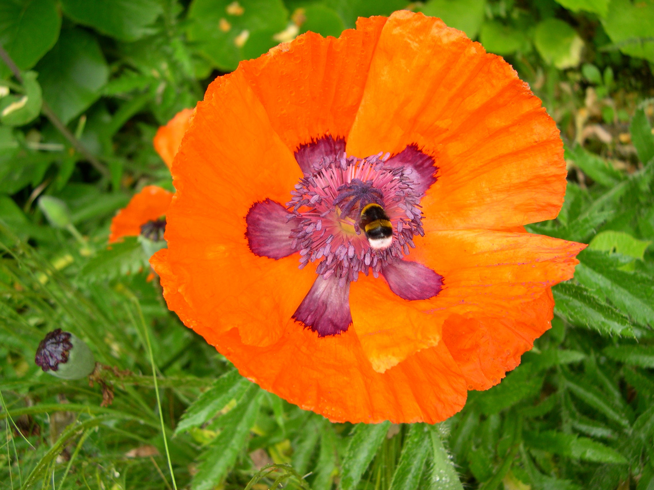 papaver_orientale3md