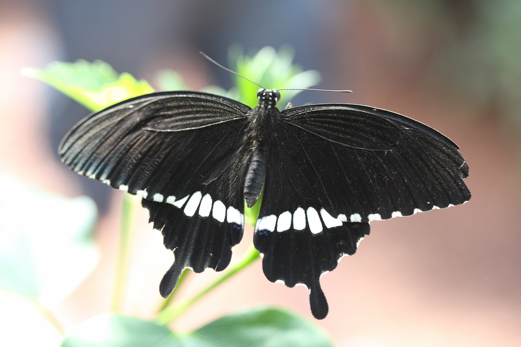 Afficher le média papilio_polytes3md papilio_polytes3md