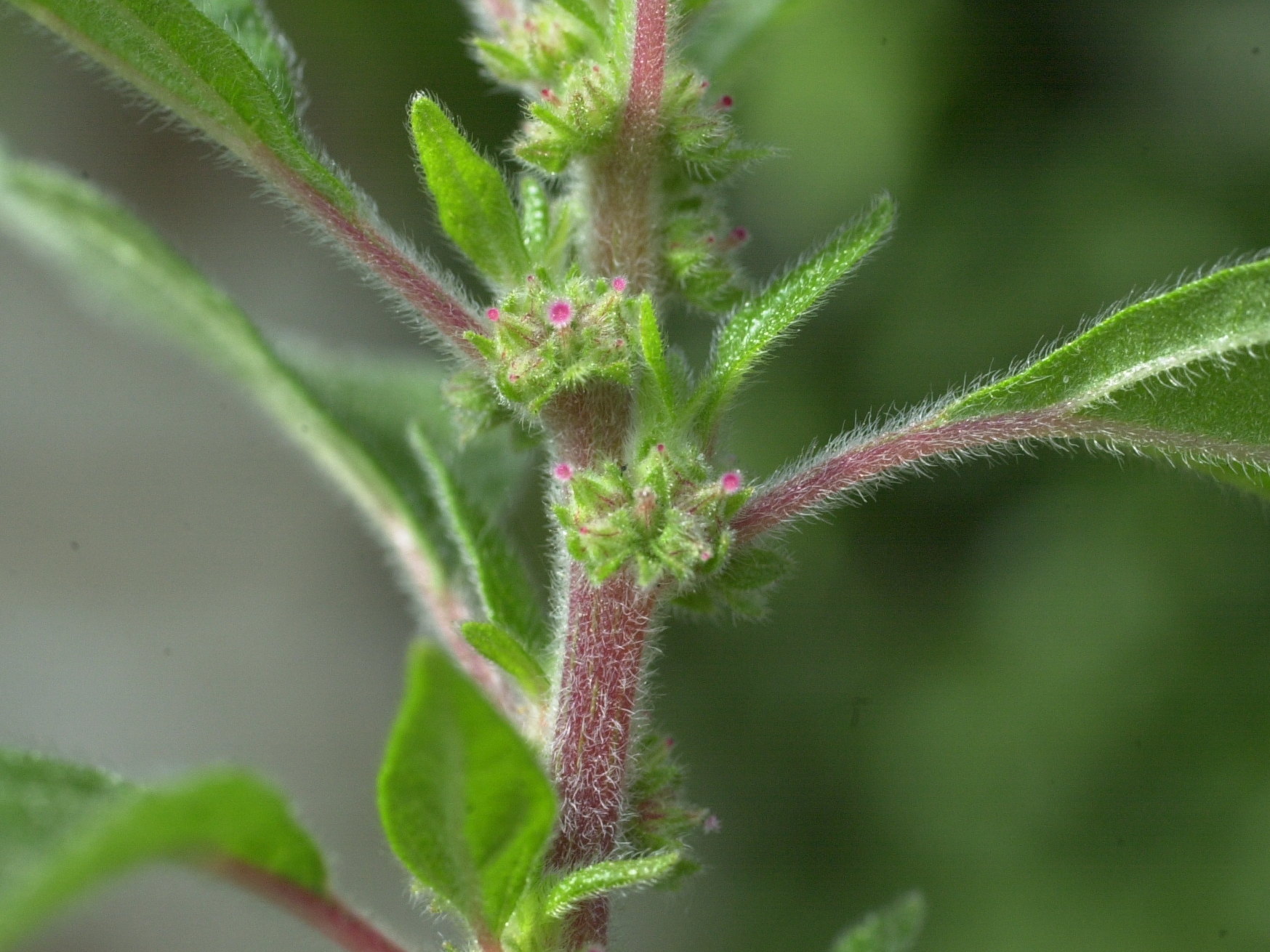 parietaria_judaica5md