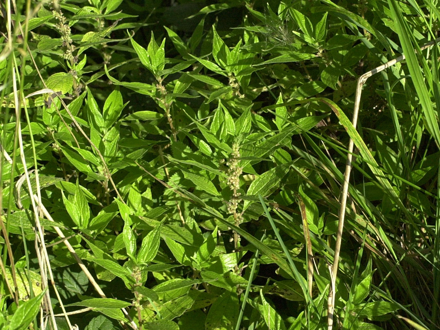 Afficher le média parietaria_officinalis1md parietaria_officinalis1md