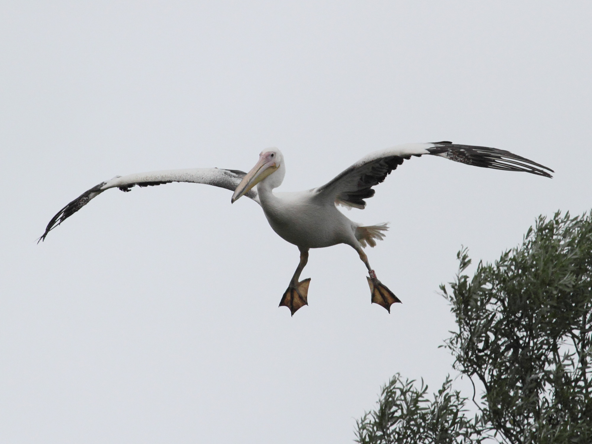 pelican_blanc_-_pelecanus_onocrotalus7bd