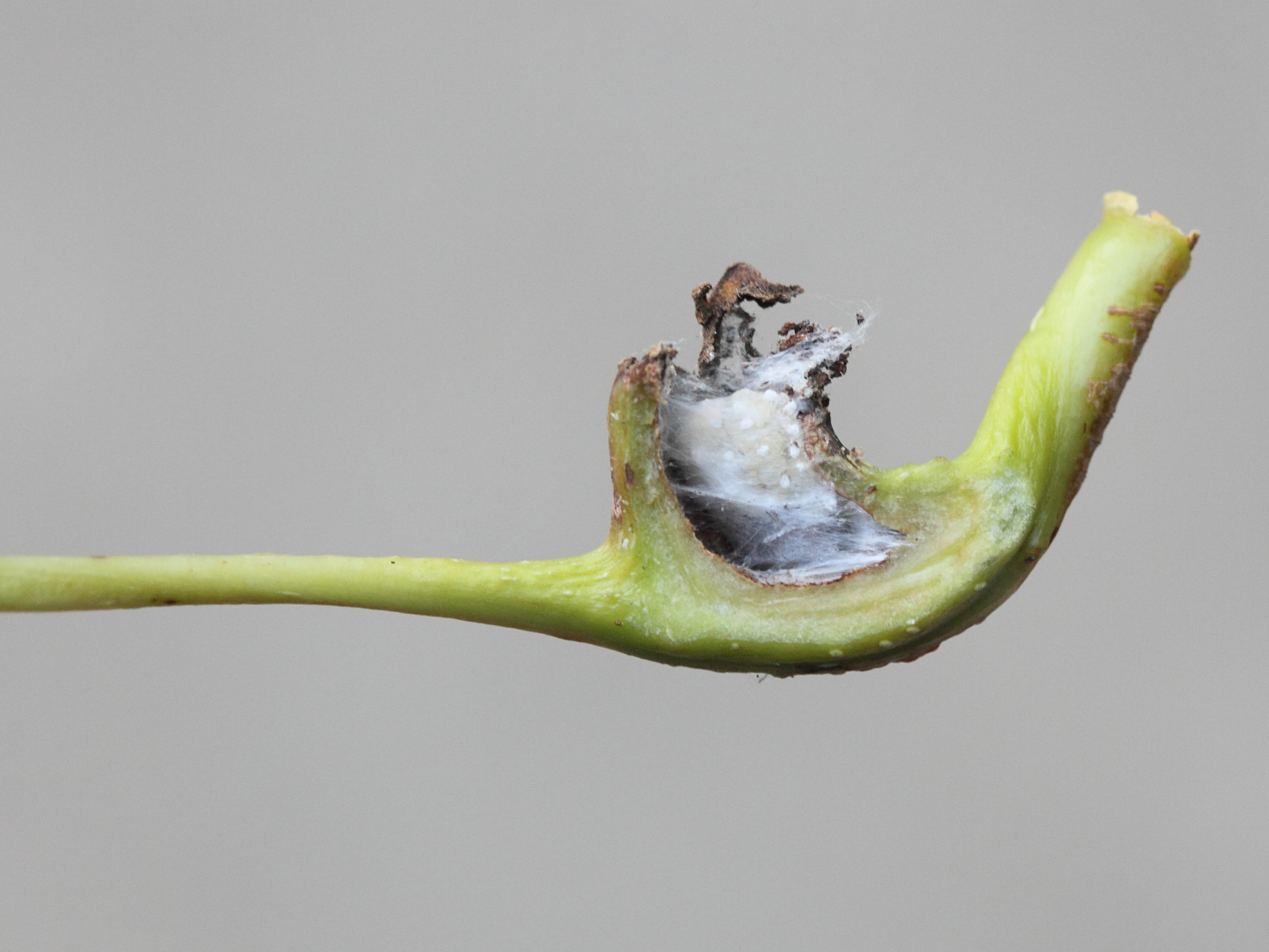 Afficher le média pemphigus_bursarius_galle4md pemphigus_bursarius_galle4md