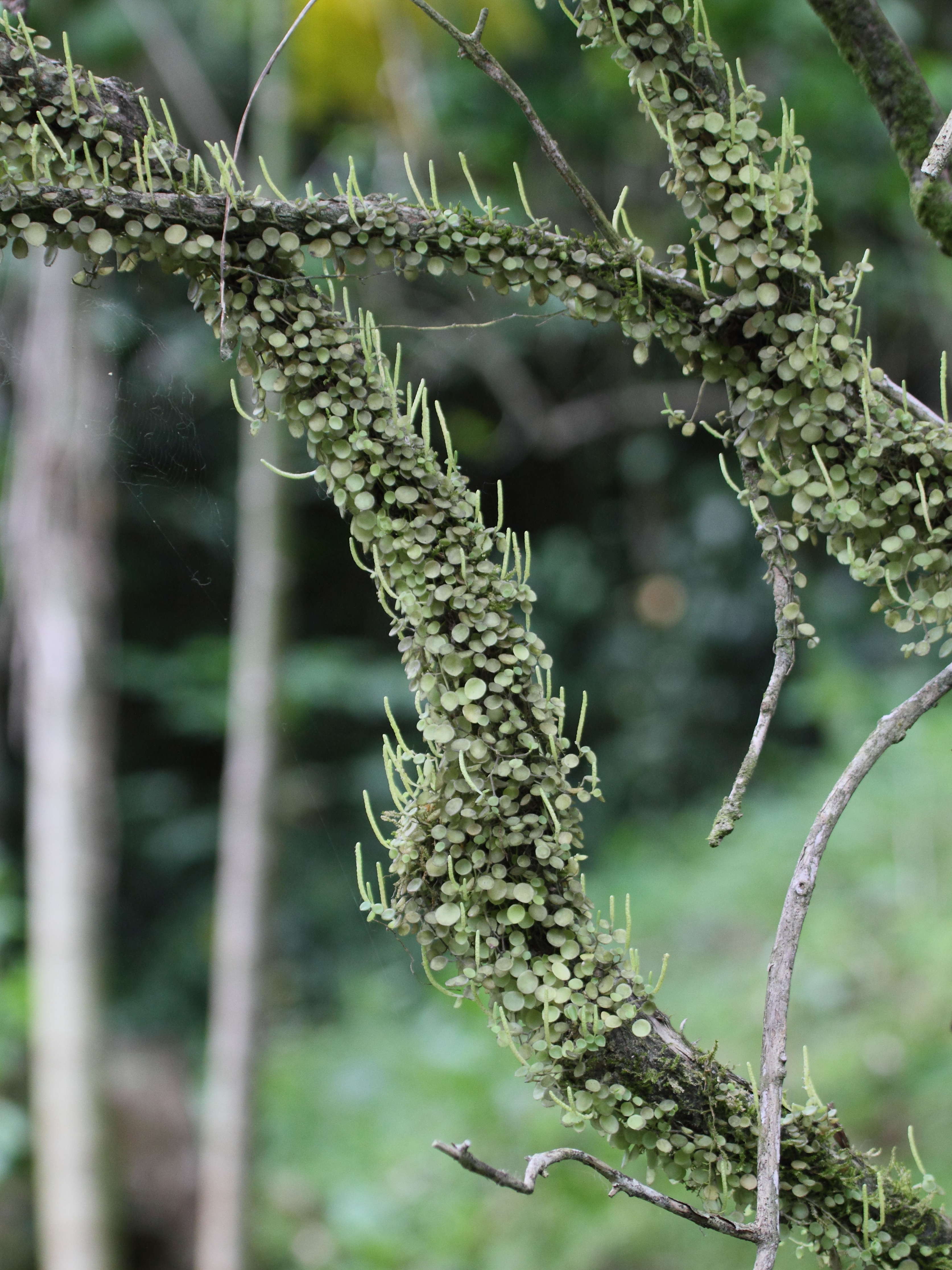 peperomia_rotundifolia1bd