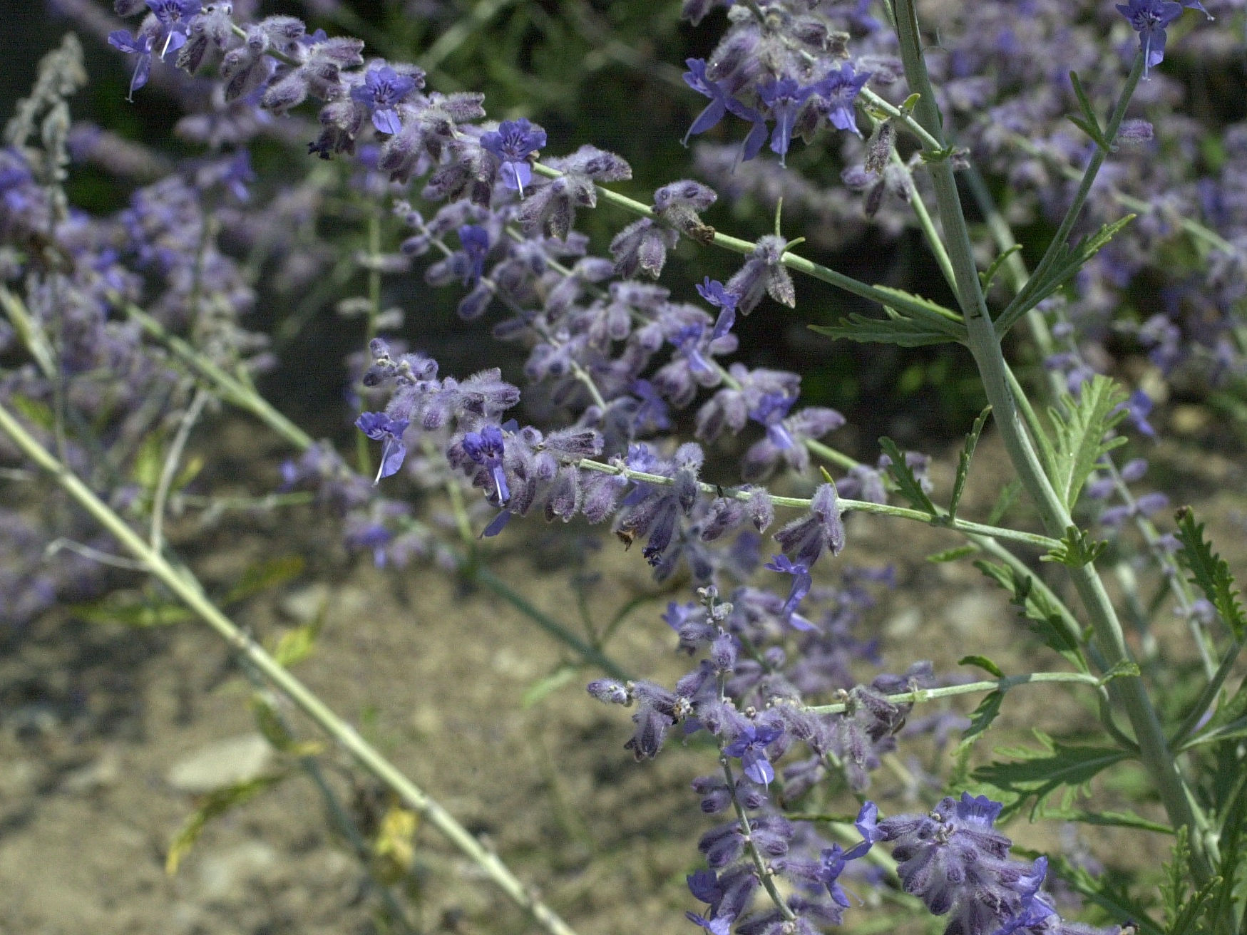 Afficher le média perovskia_atripicifolia3md perovskia_atripicifolia3md