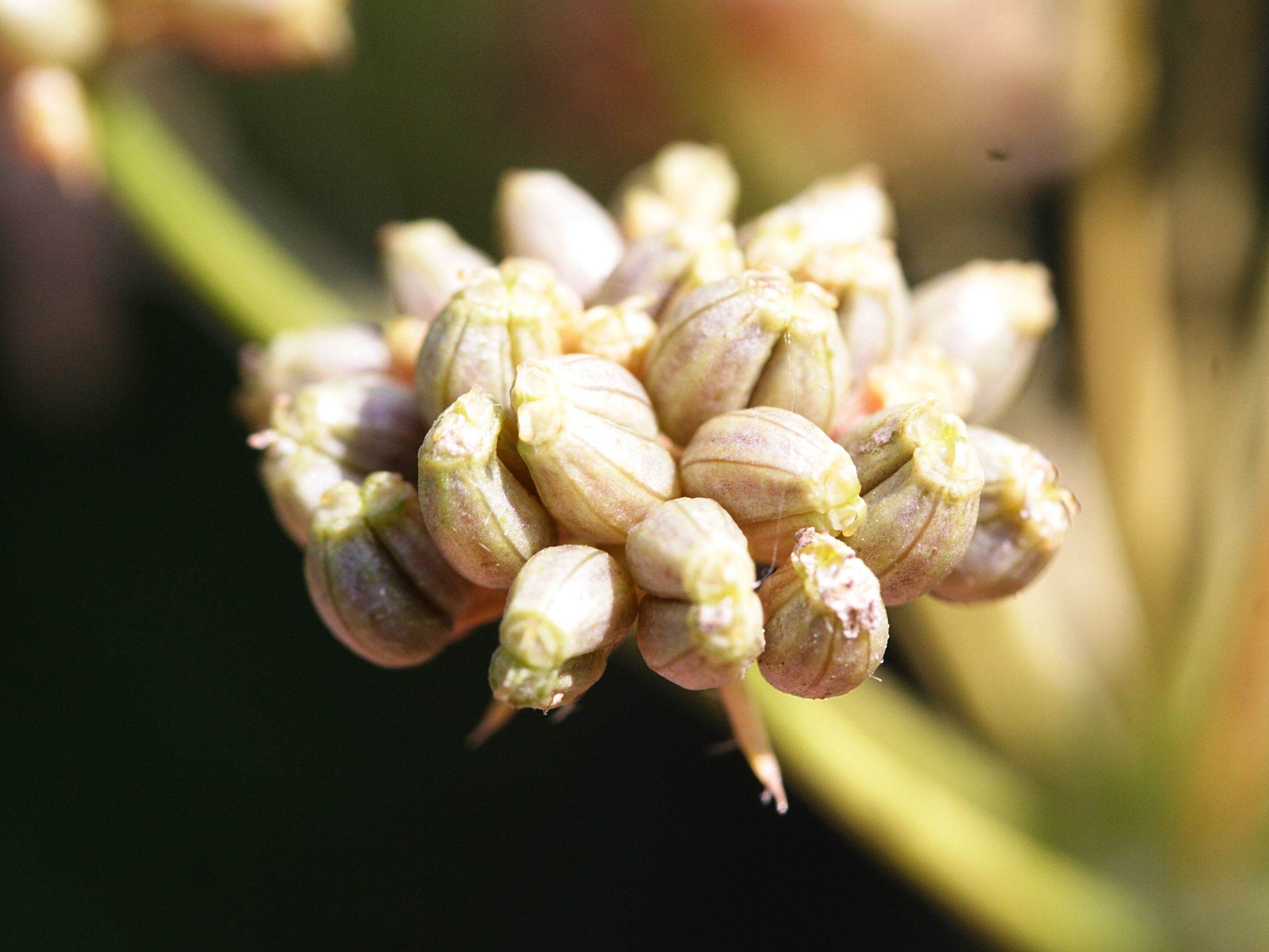 petroselinum_crispum8md