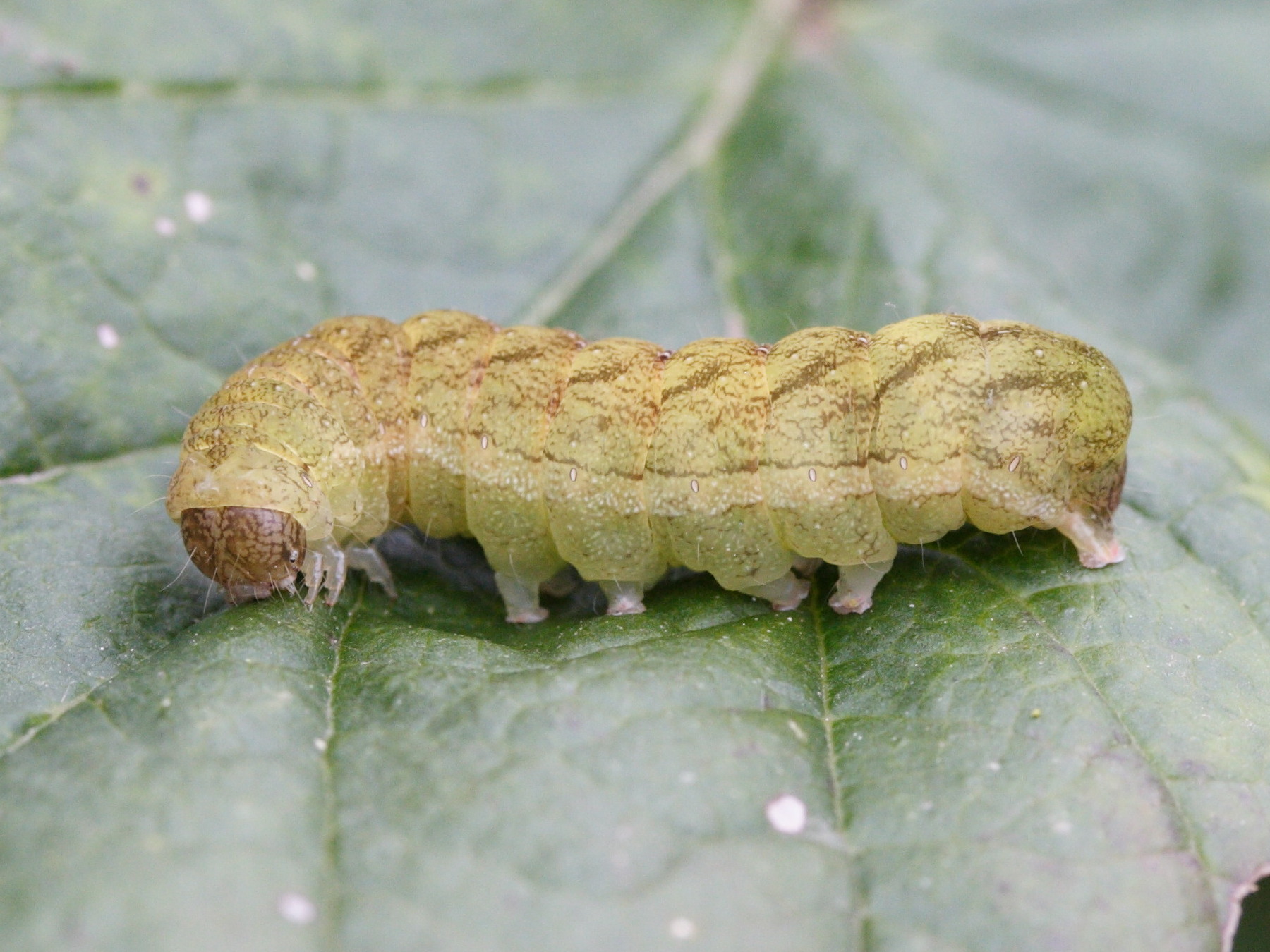 phlogophora_meticulosa_ch5md