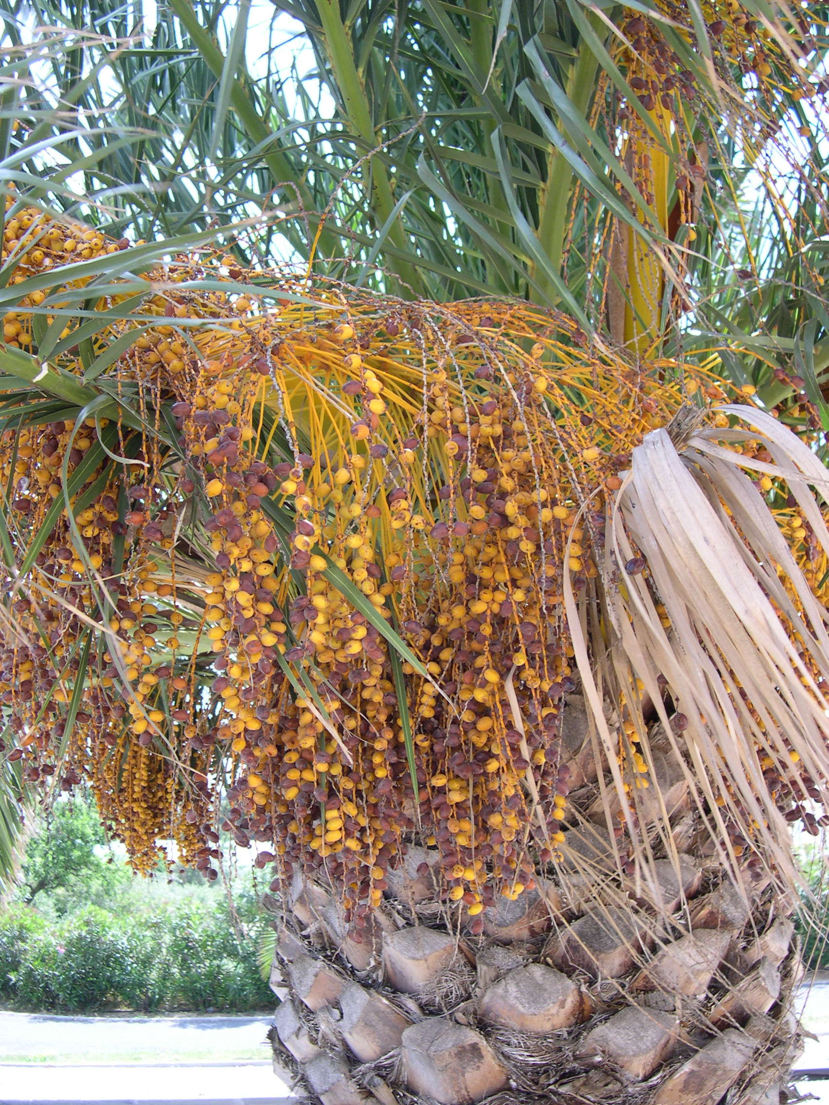 phoenix_canariensis3md