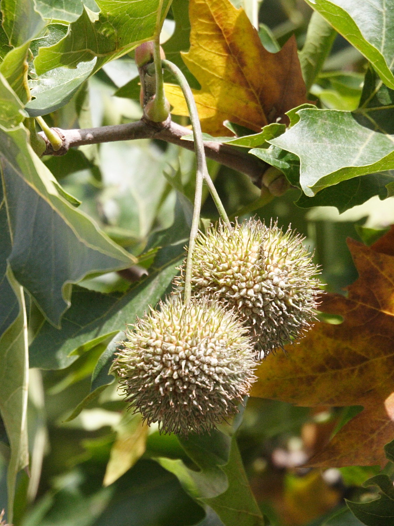 platanus_orientalis4md