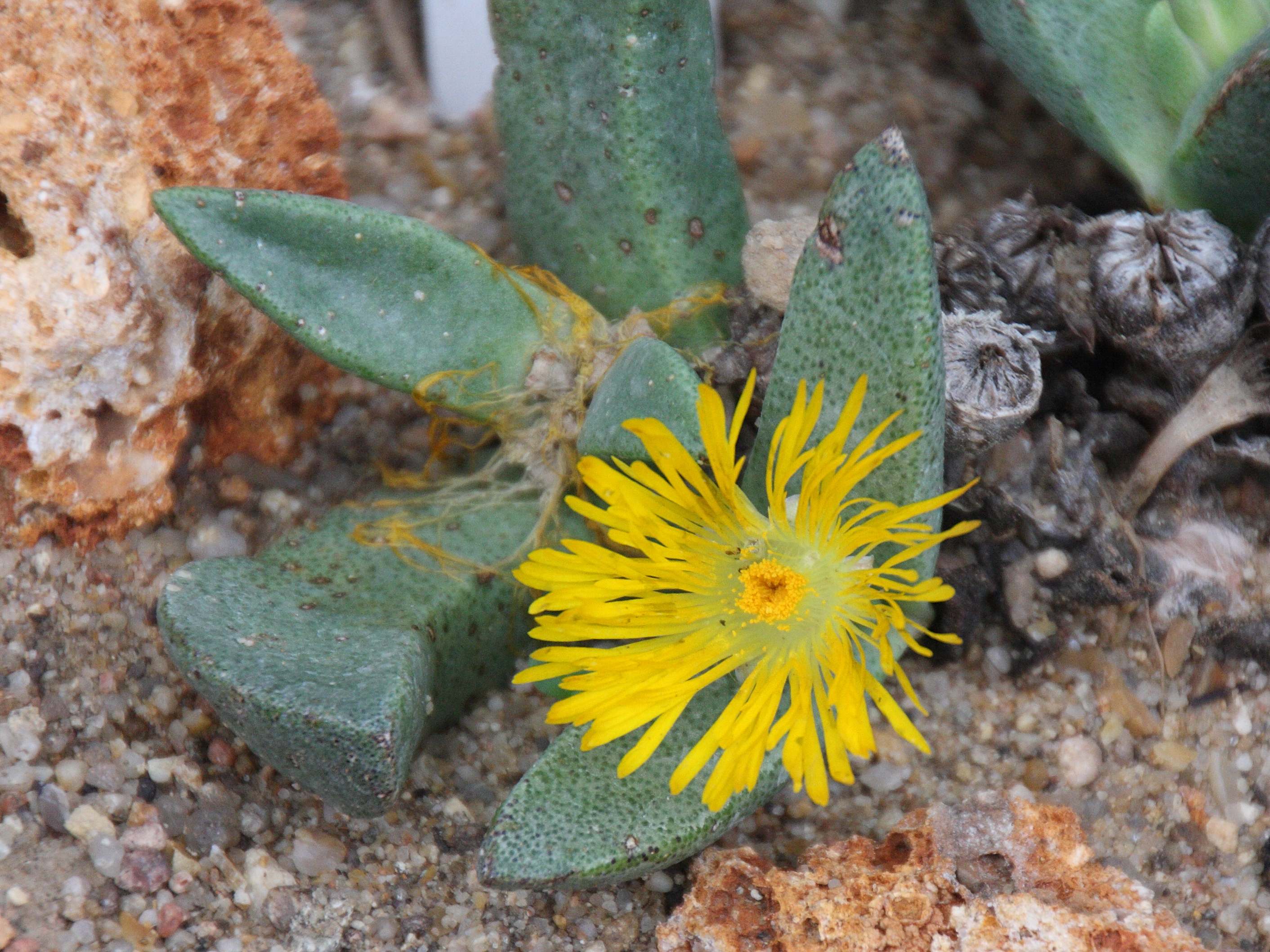 Afficher le média pleiospilos_longibracteatus1bd pleiospilos_longibracteatus1bd
