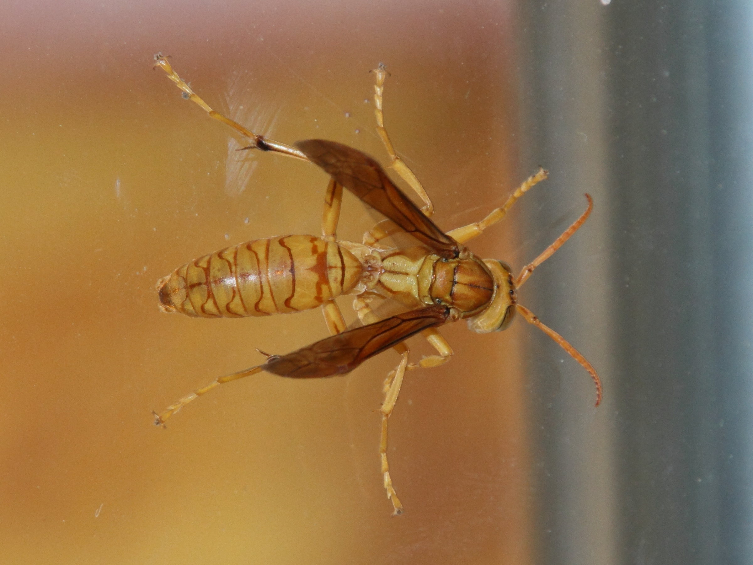 polistes_olivaceus7md