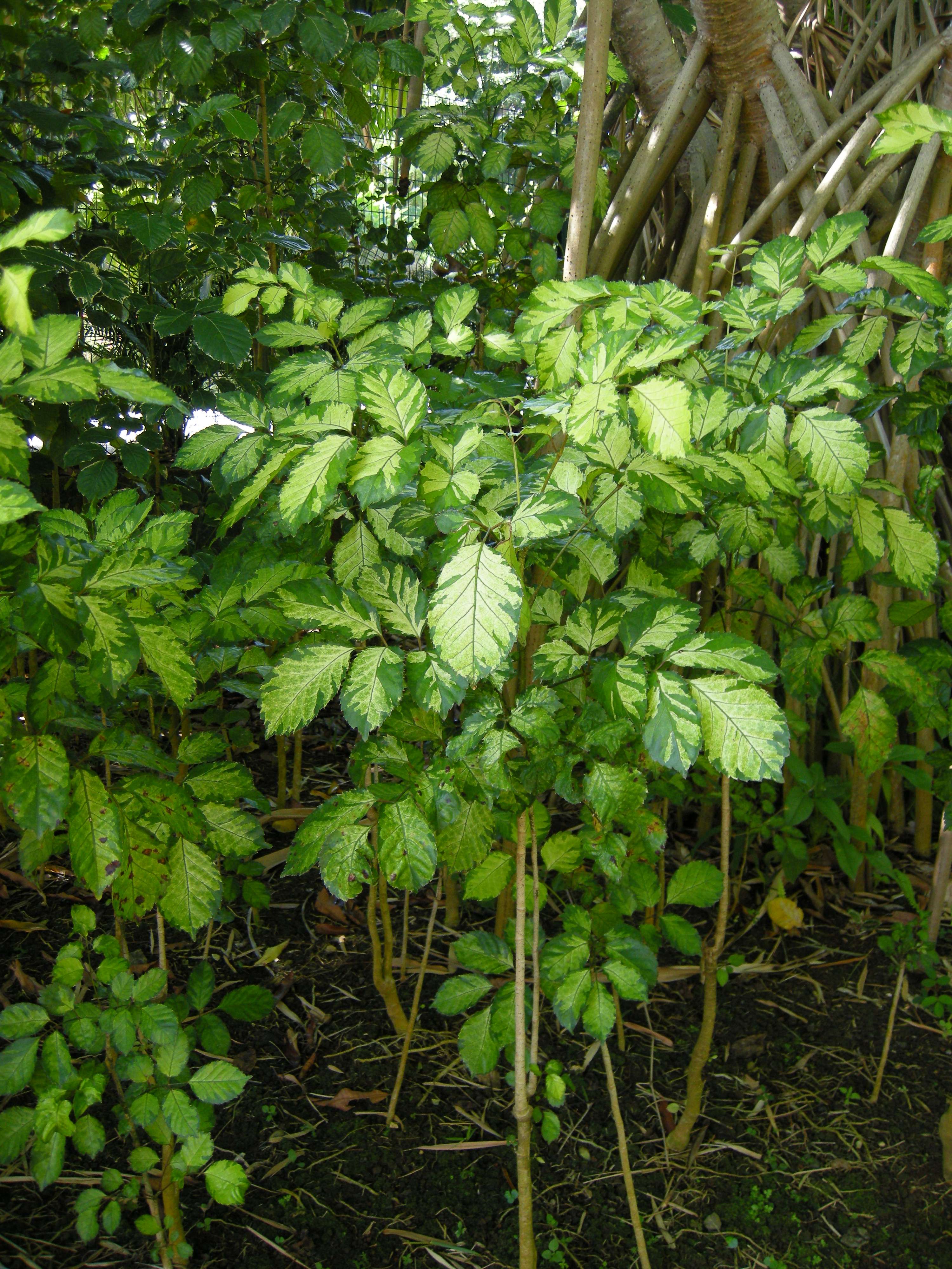 polyscias_balfouriana1md