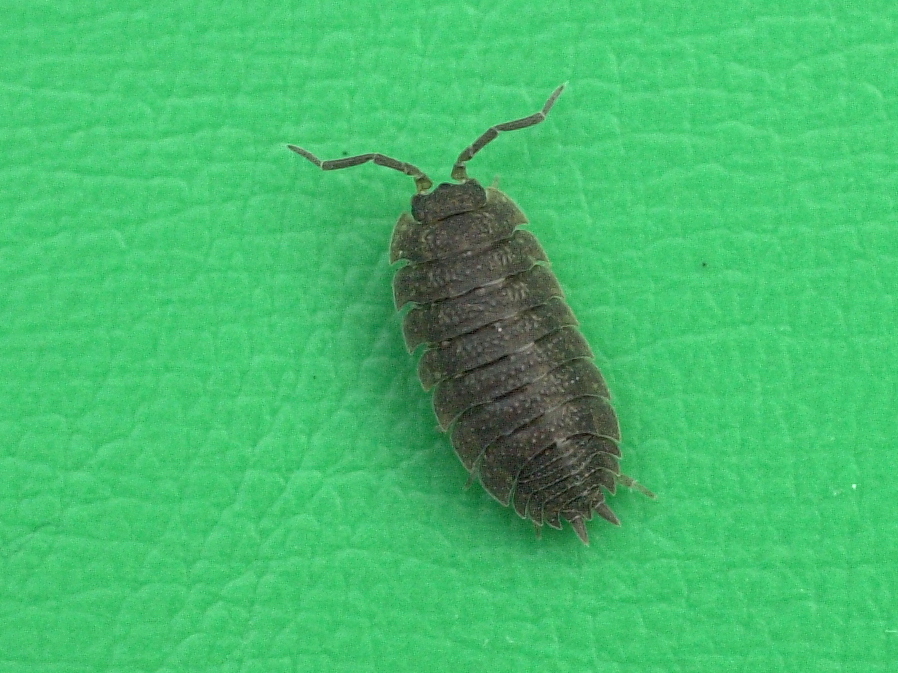porcellio_scaber1md