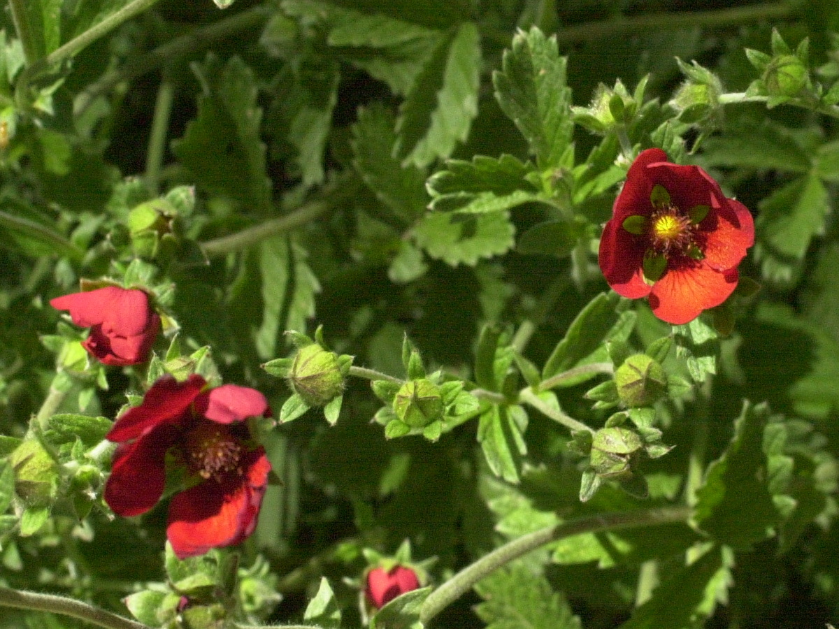 potentilla_atrosanguinea1md