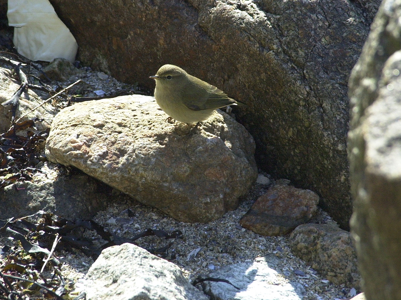 Afficher le média pouillot_veloce_-_phylloscopus_collybita3md pouillot_veloce_-_phylloscopus_collybita3md