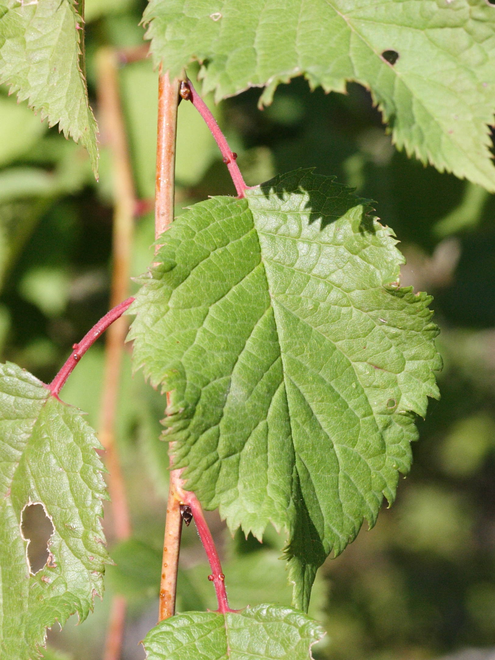 prunus_brigantina2md