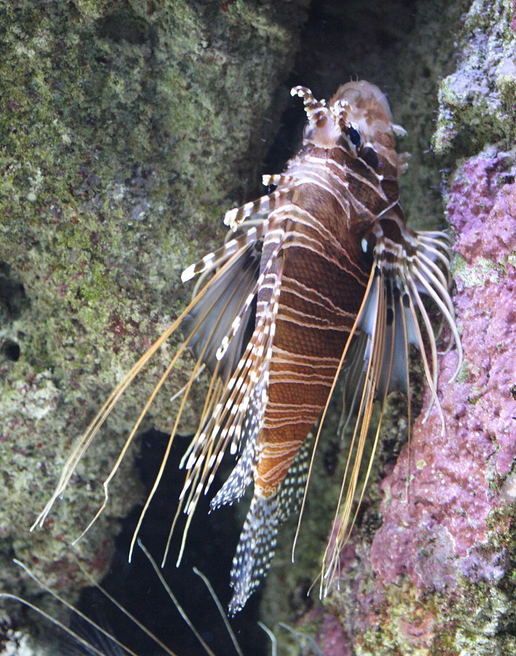pterois_antennata3md