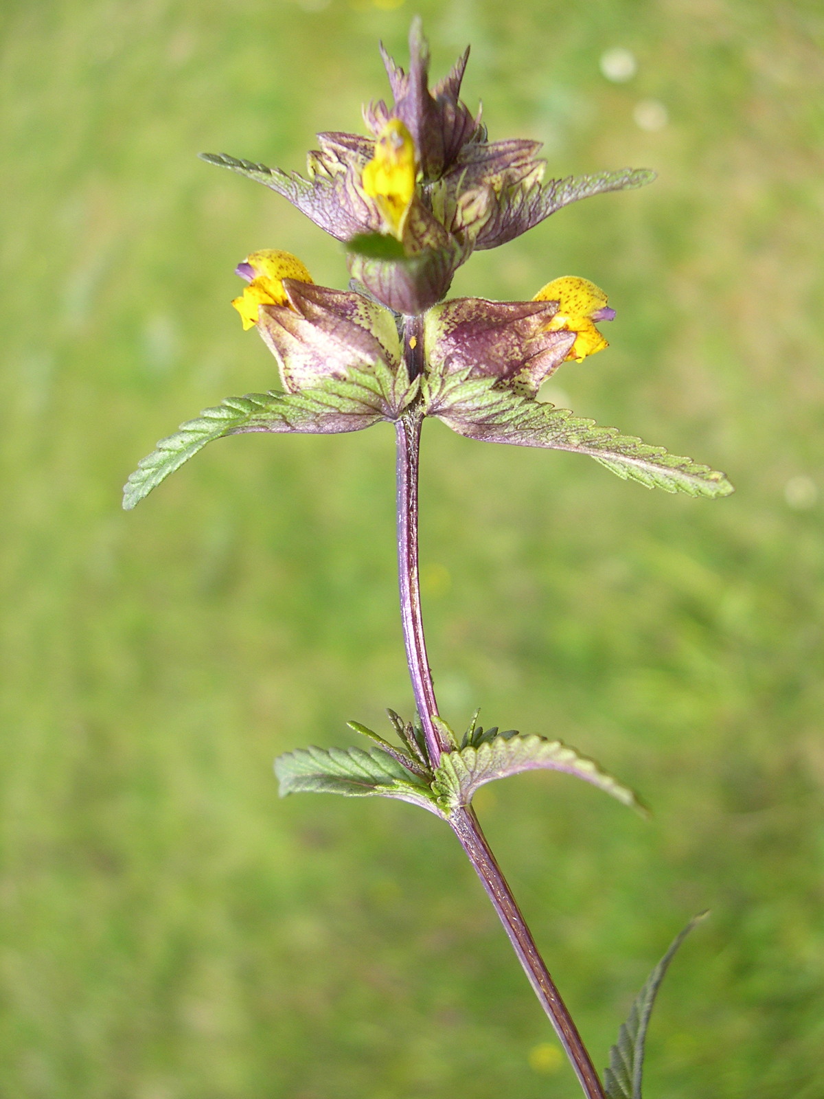 Afficher le média rhinanthus_minor3md rhinanthus_minor3md