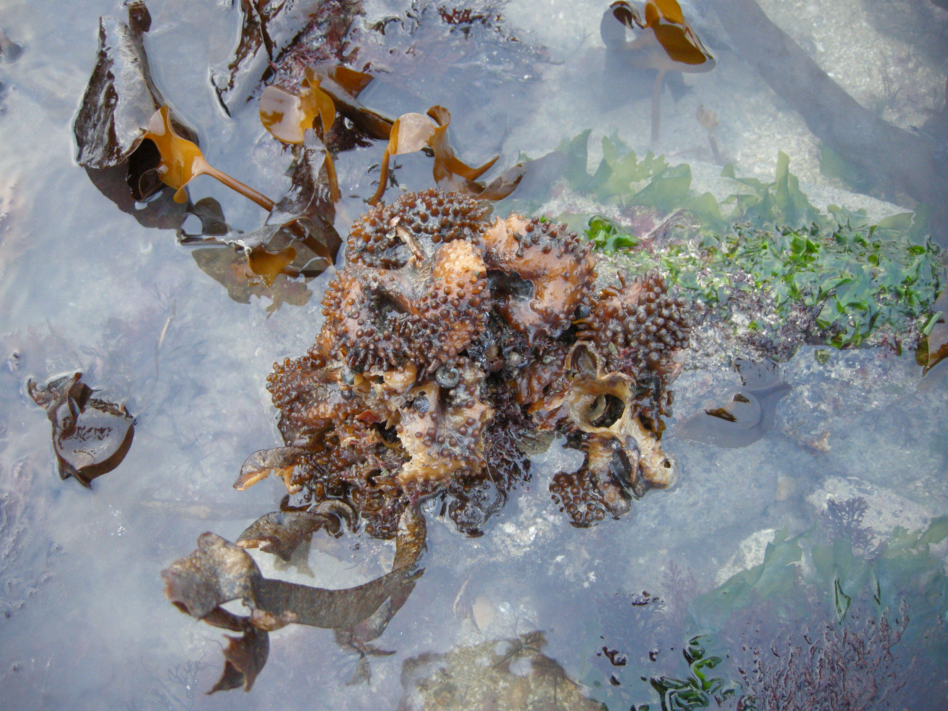 Afficher le média saccorhiza_polyschides1md saccorhiza_polyschides1md