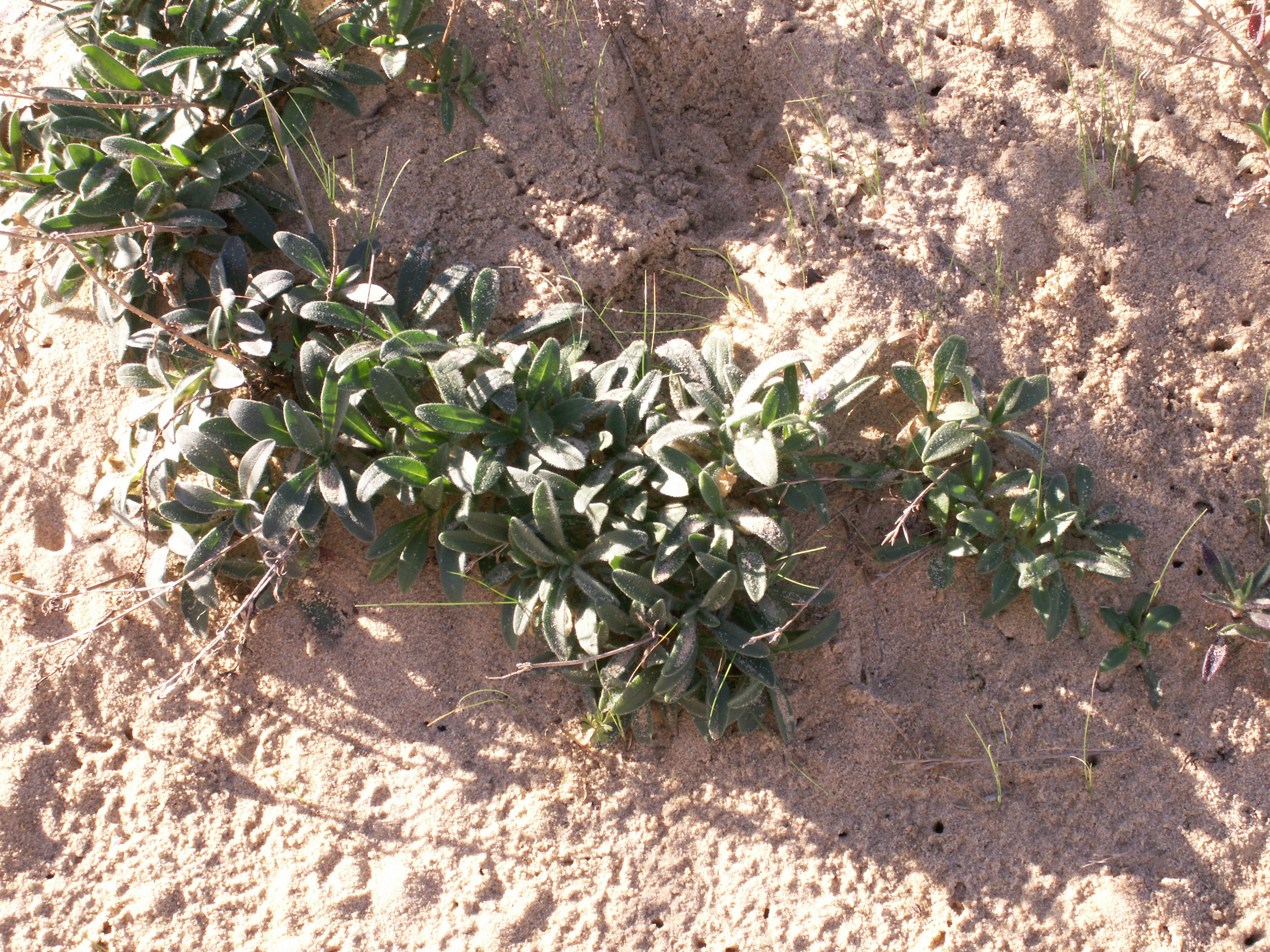 silene_nicaeensis1md