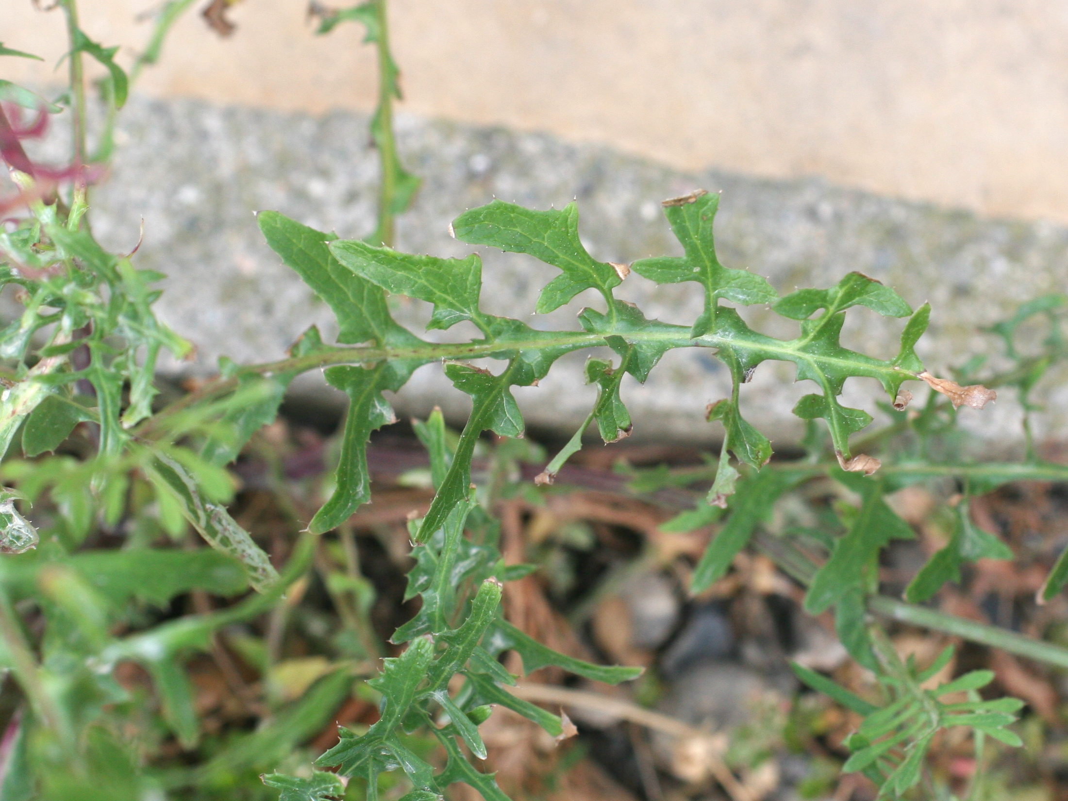 sonchus_tenerrimus2md