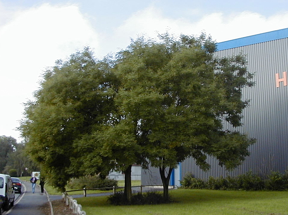 Afficher le média sophora_japonica1md sophora_japonica1md