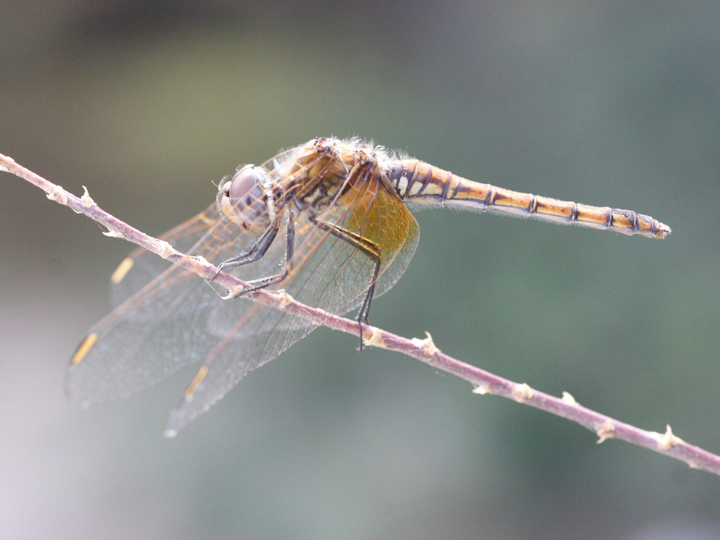 Afficher le média sympetrum_fonscolombii3md sympetrum_fonscolombii3md