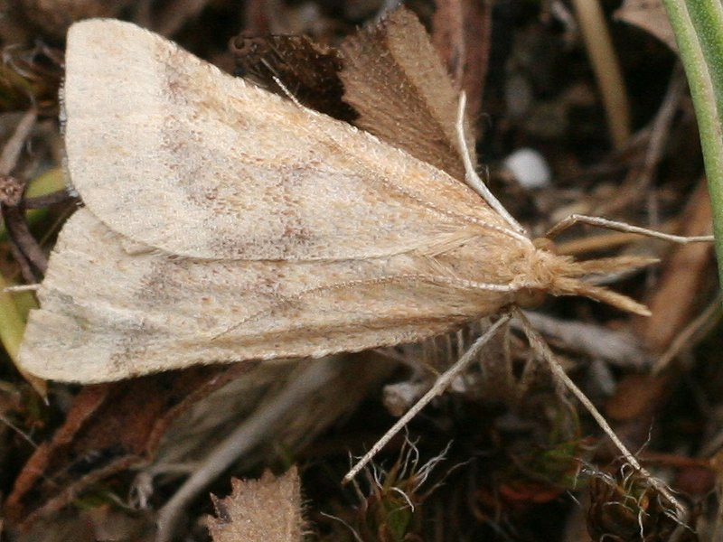 synaphe_punctalis1md