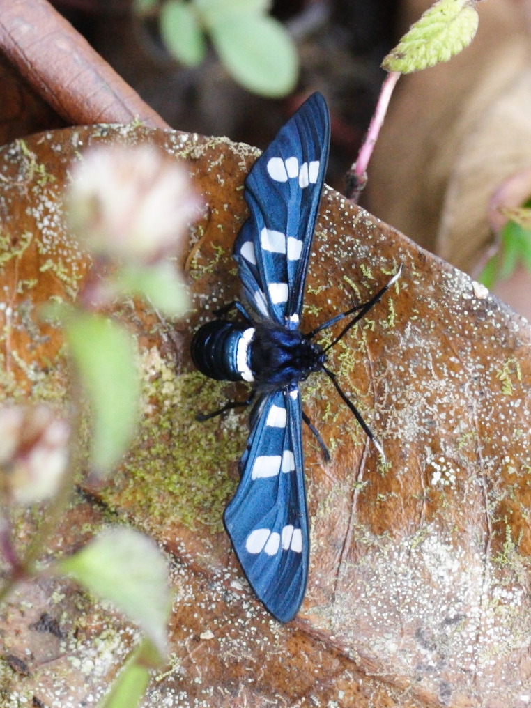 syntomeida_syntomoides4md